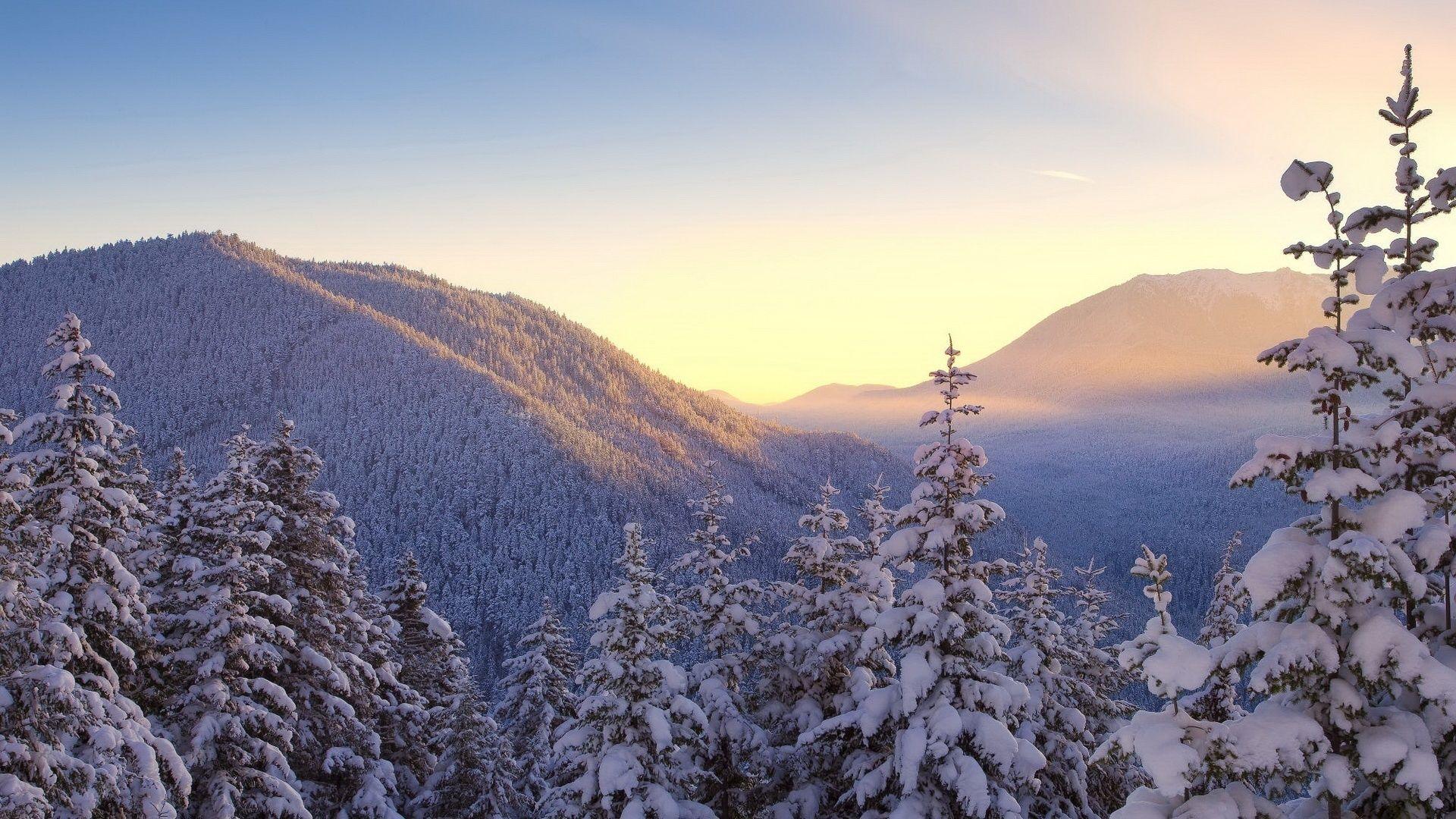 1920x1080 Scenery Pics image Winter trees HD wallpaper and background photo