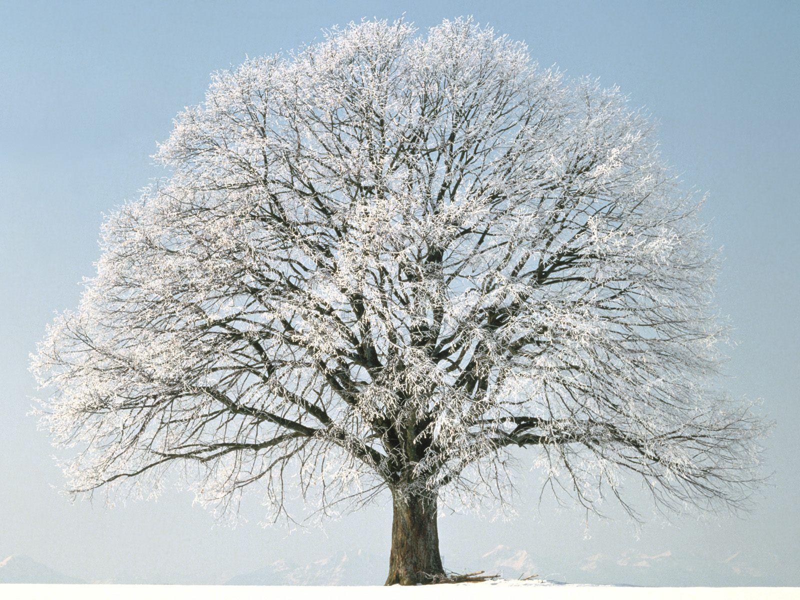 Winter Tree Wallpapers Top Free Winter Tree Backgrounds