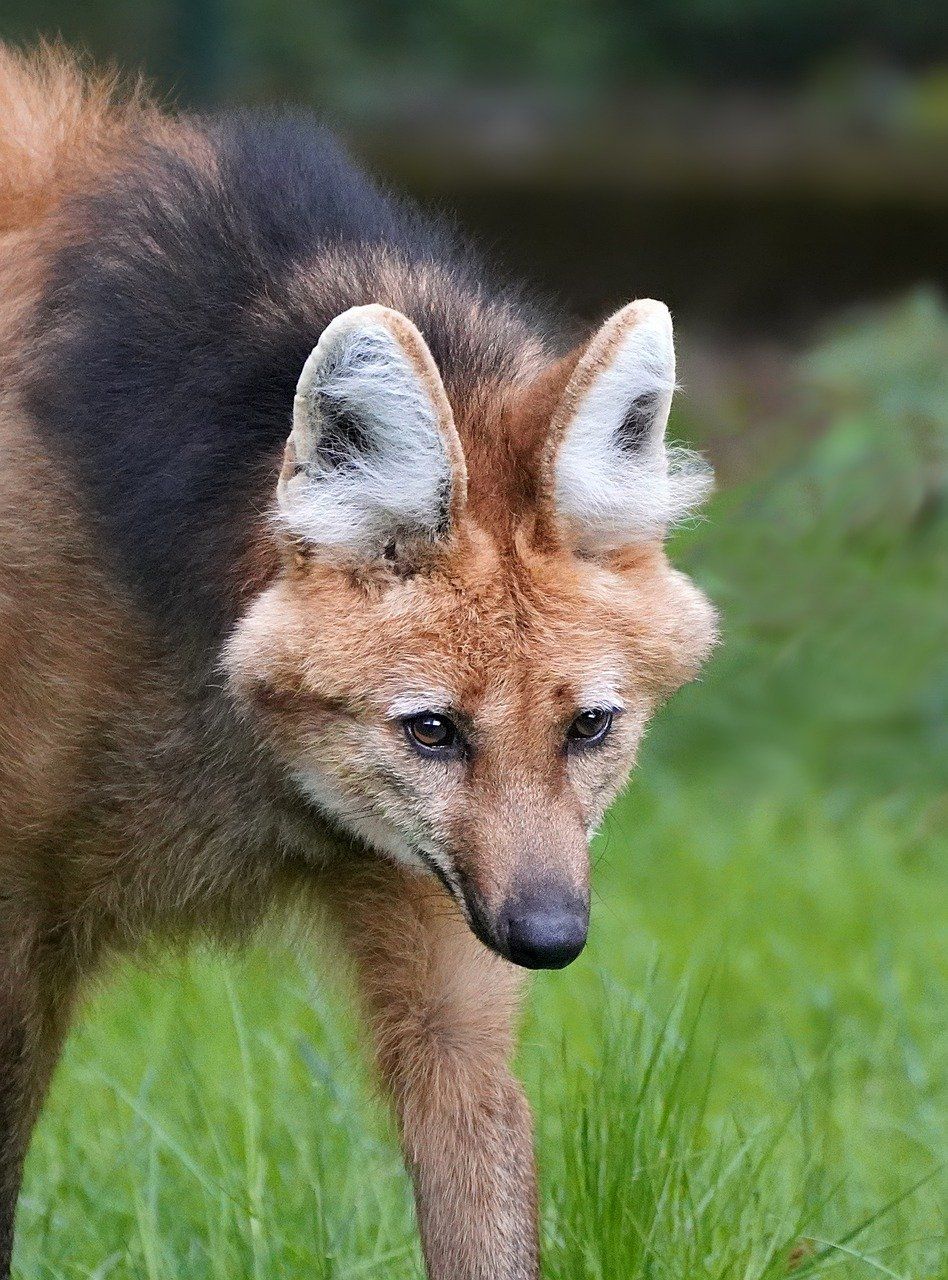 948x1280 Wolf Mane Maned
