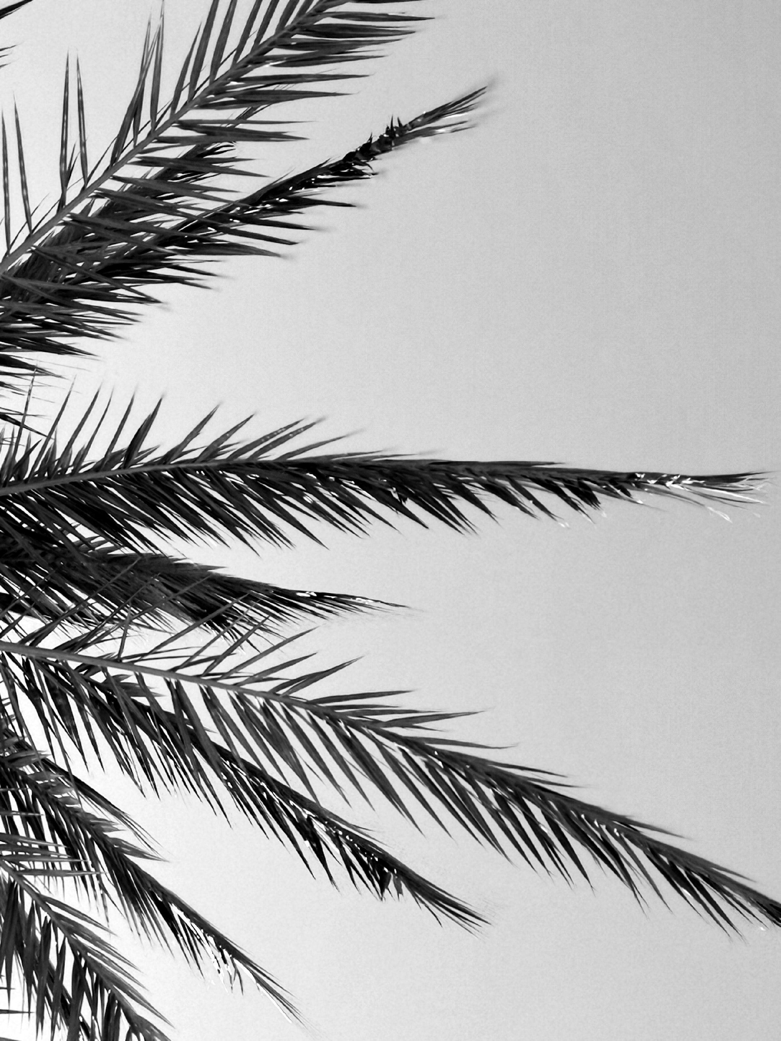 2500x3333 Black And White Wallpaper: Free HD Download [HQ]
