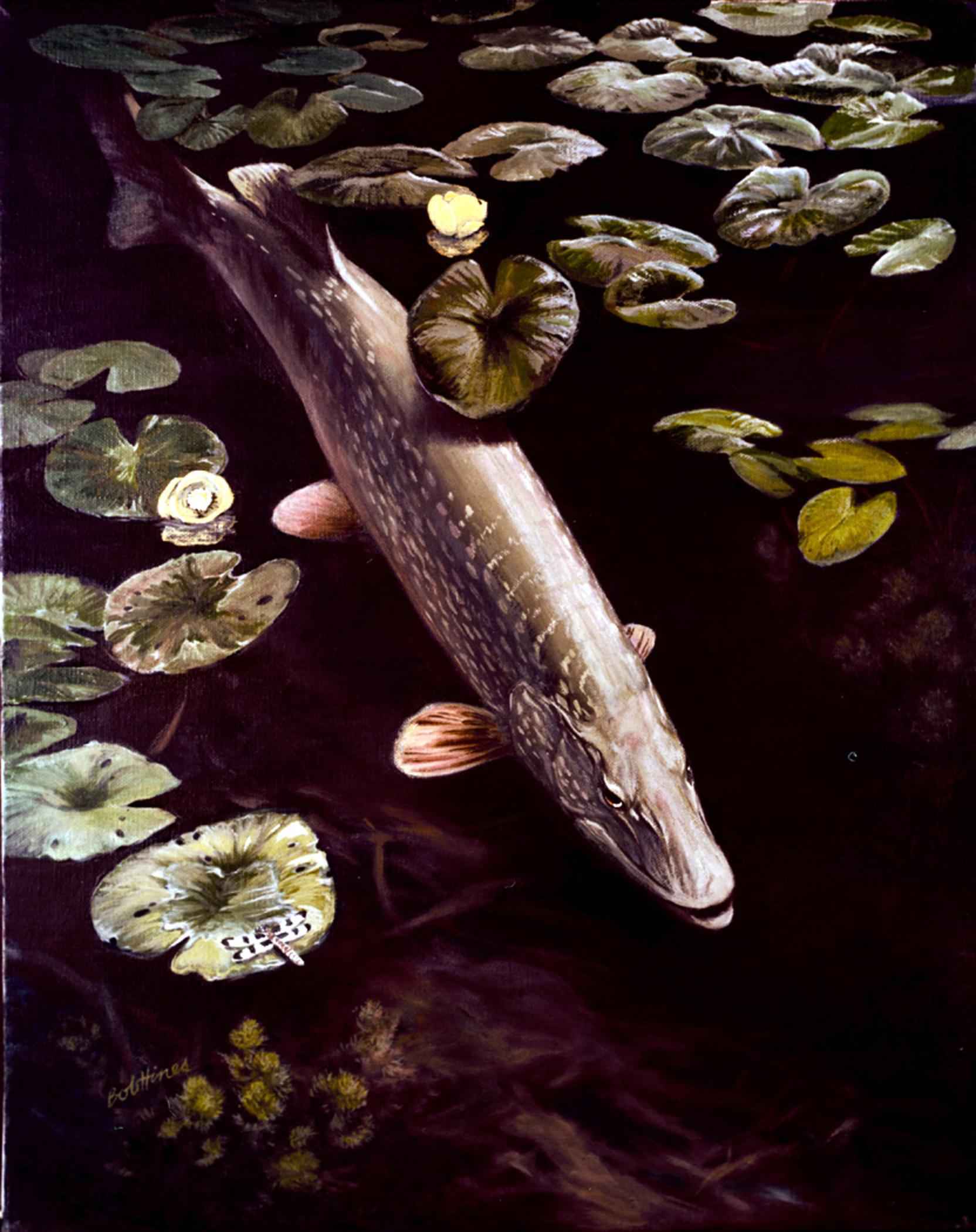 1664x2100 Northern pike fish underwater esox lucius