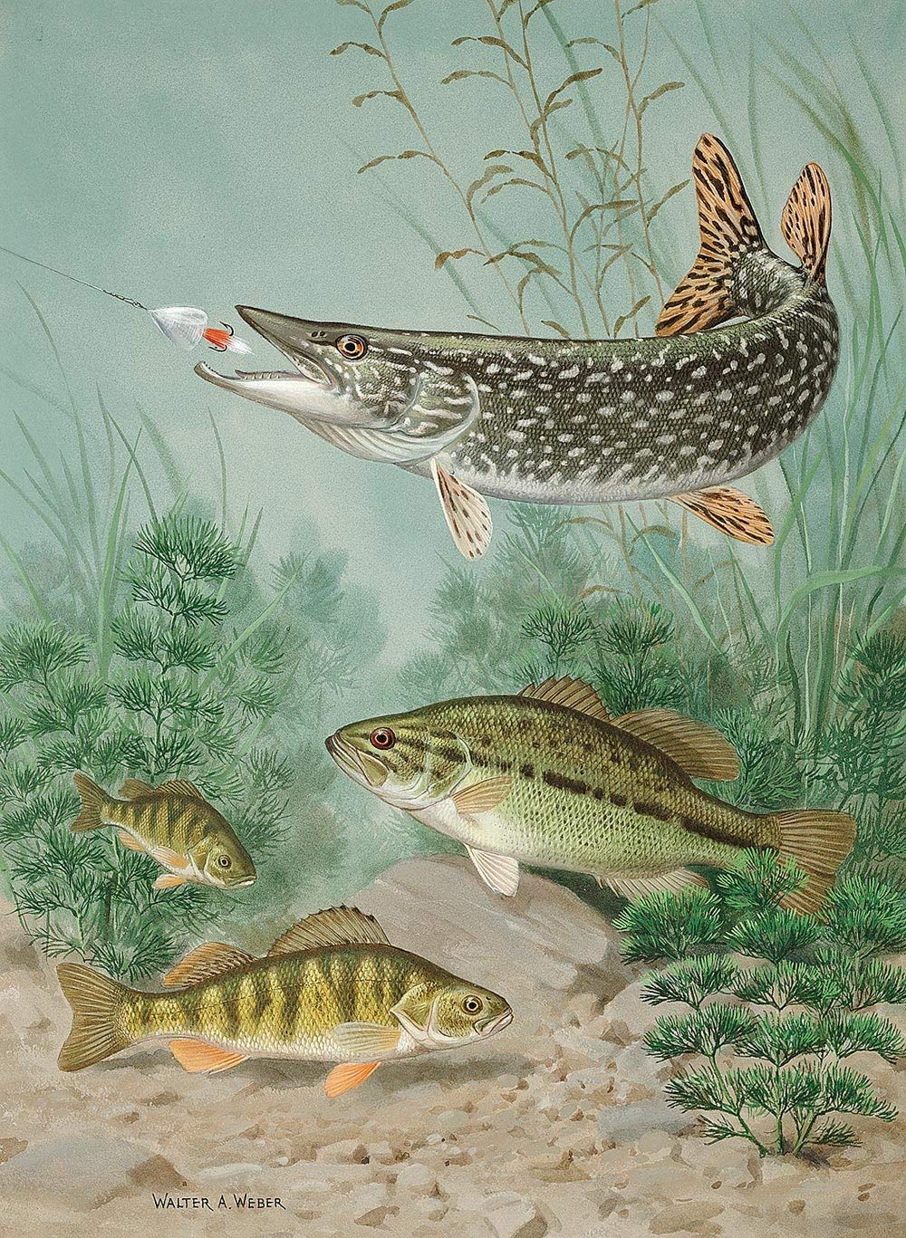 1000x1367 Northern Pike Wallpaper