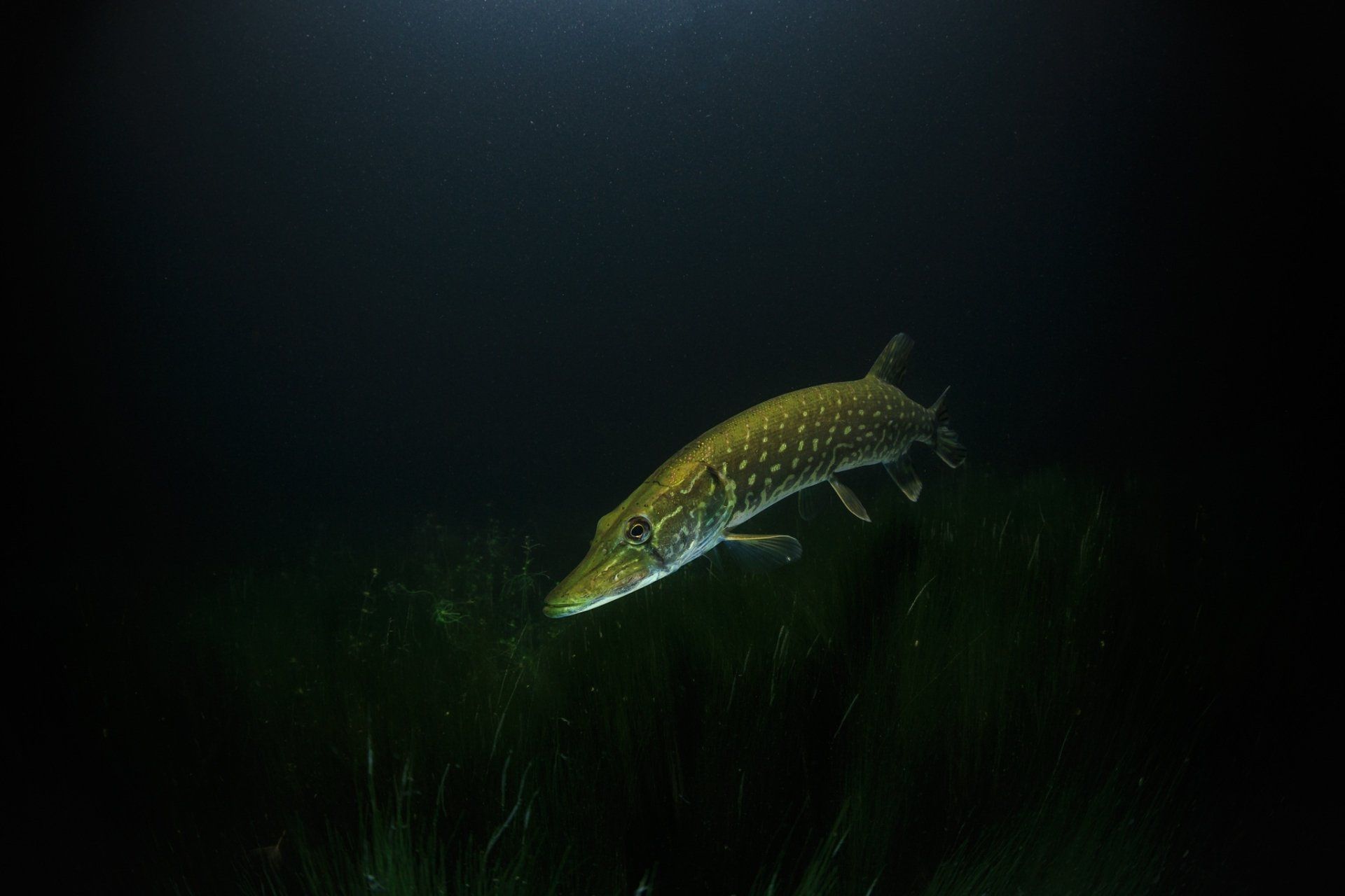 1920x1280 Northern Pike Gliding: Stunning Underwater HD Wallpaper of Aquatic Life