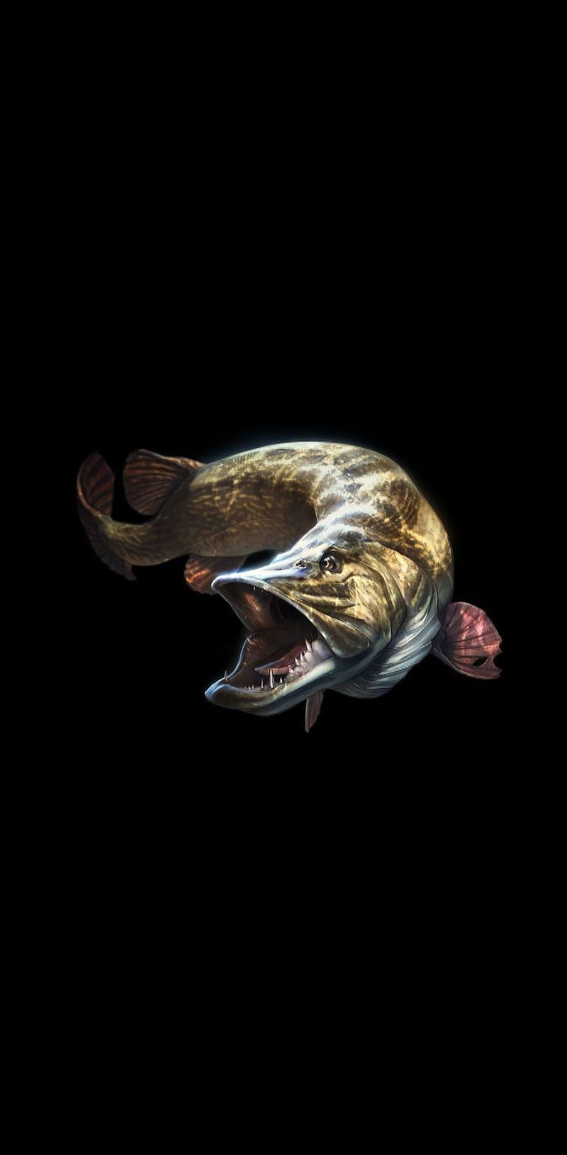 800x1630 HD pike fishing wallpaper