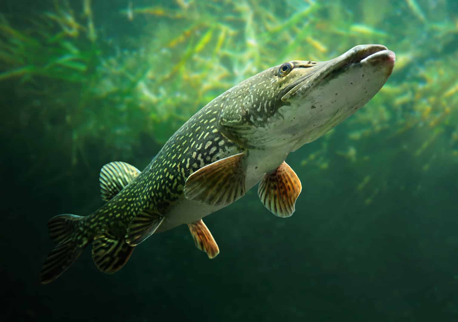 1535x1081 Largest Northern Pike Ever Caught in Idaho