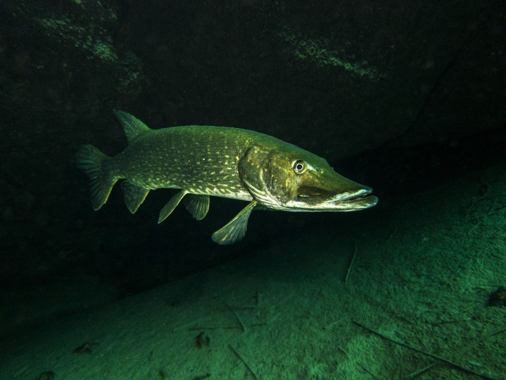 1024x768 Northern Pike (Fish of Rice Lake National Wildlife Refuge) · iNaturalist