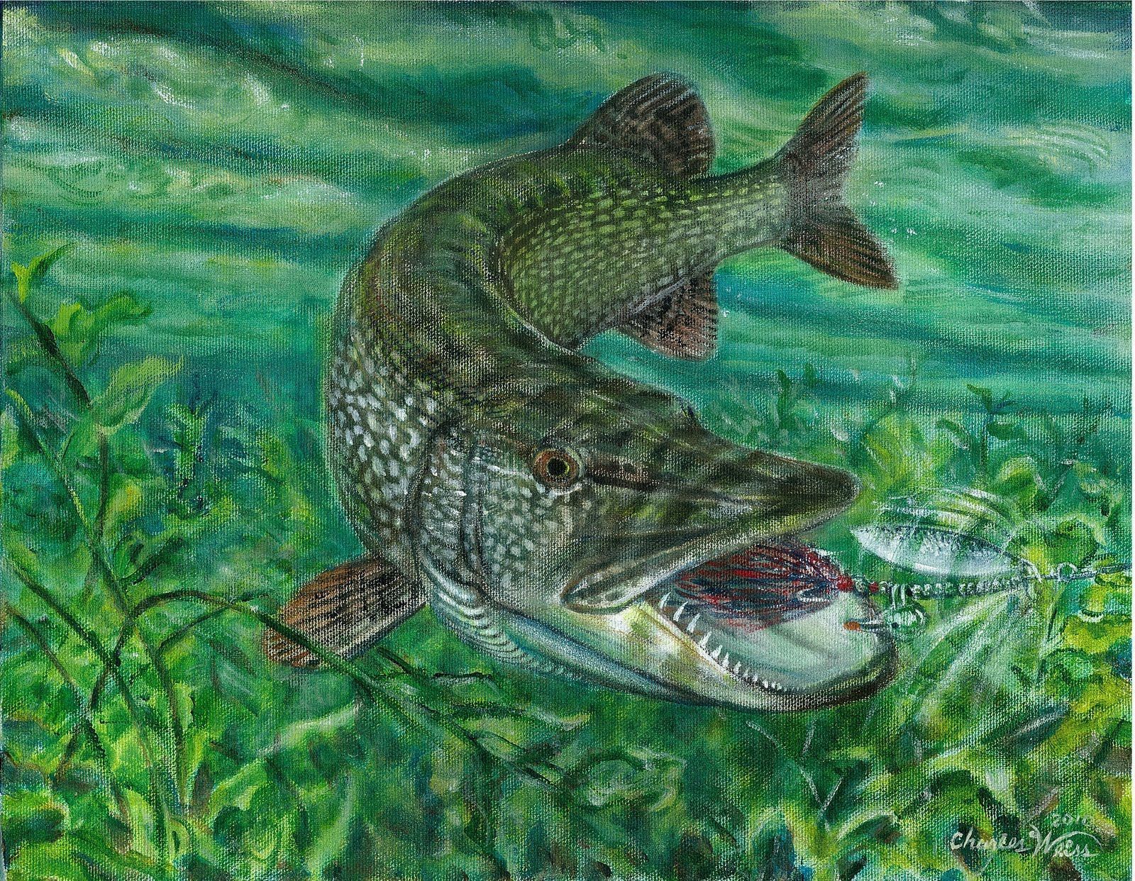1600x1242 Pike fishing ideas. pike fishing, fish art, fish drawings