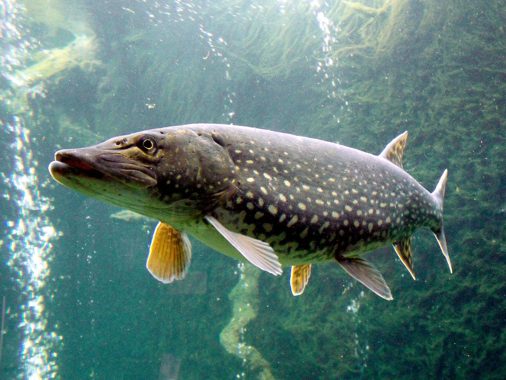 2048x1536 Northern pike