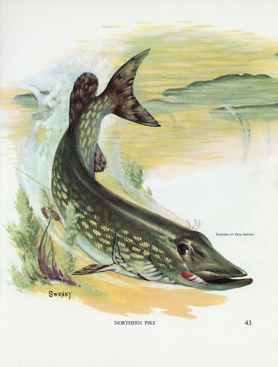 957x1260 Northern Pike Vintage Fish Print Sweney 1972