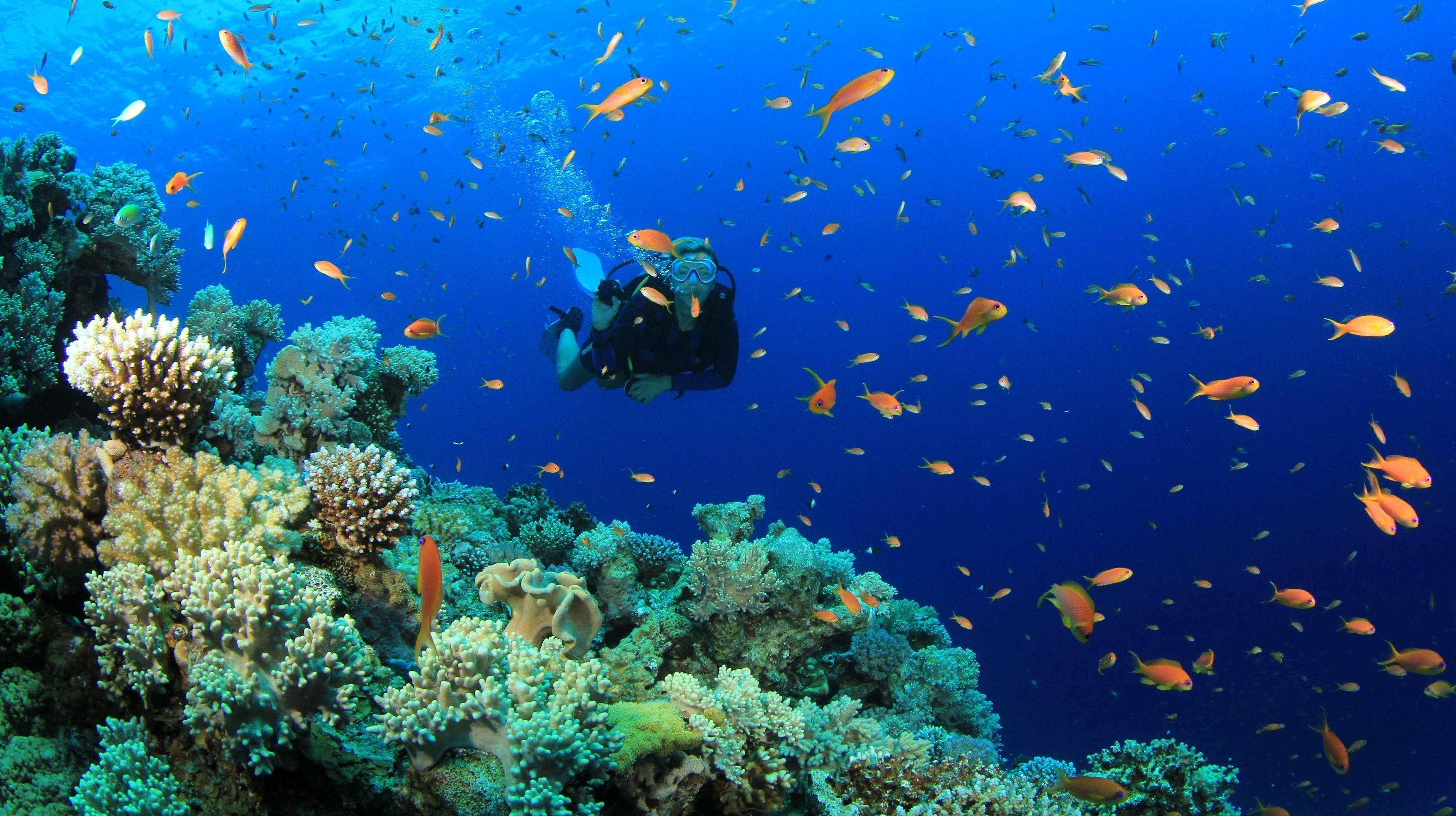 3629x2033 Underwater Ocean Wallpaper Fresh Scuba Diving Wallpaper Wallpaper