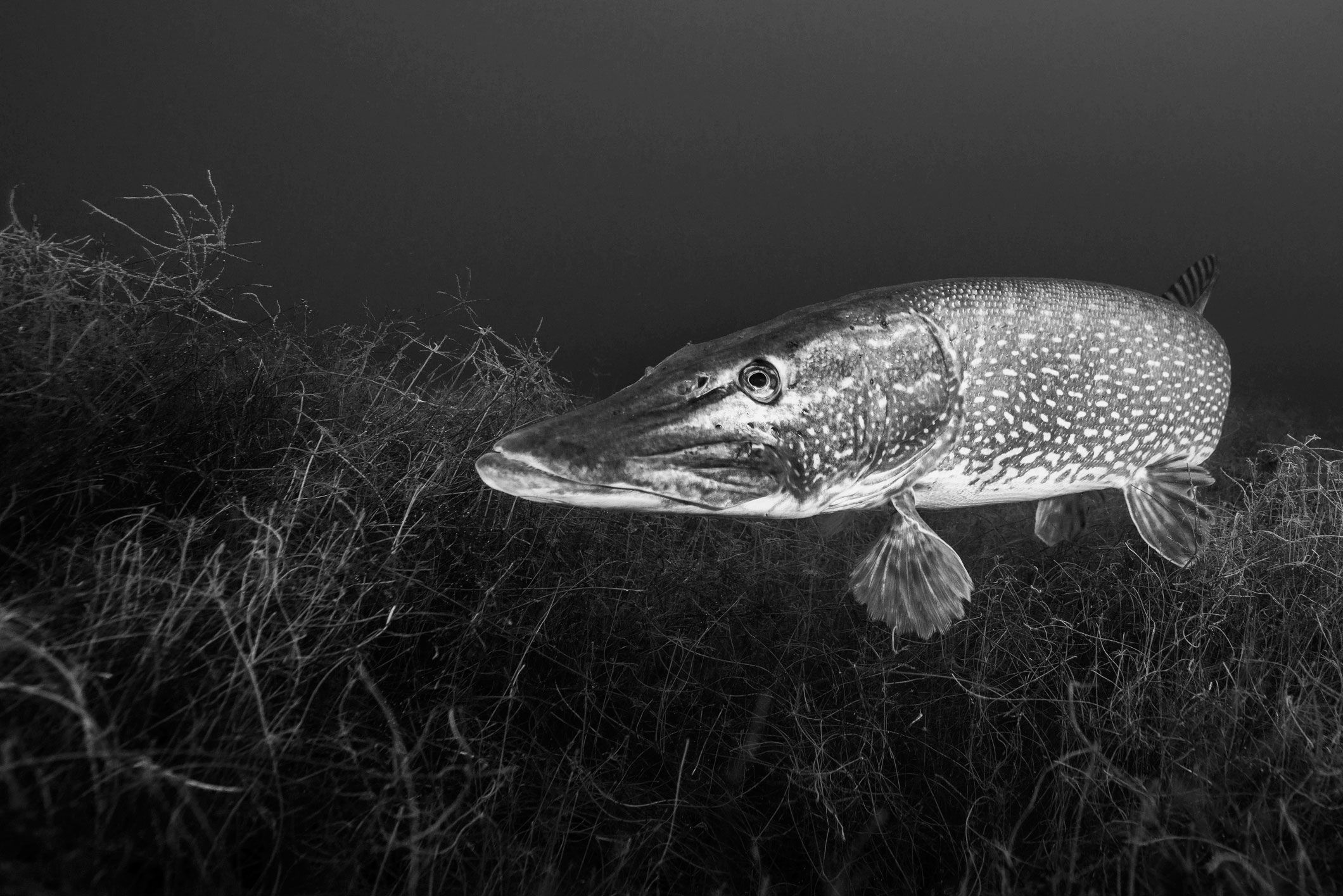 2120x1415 There Should Be Horror Movies About Pike and Muskies