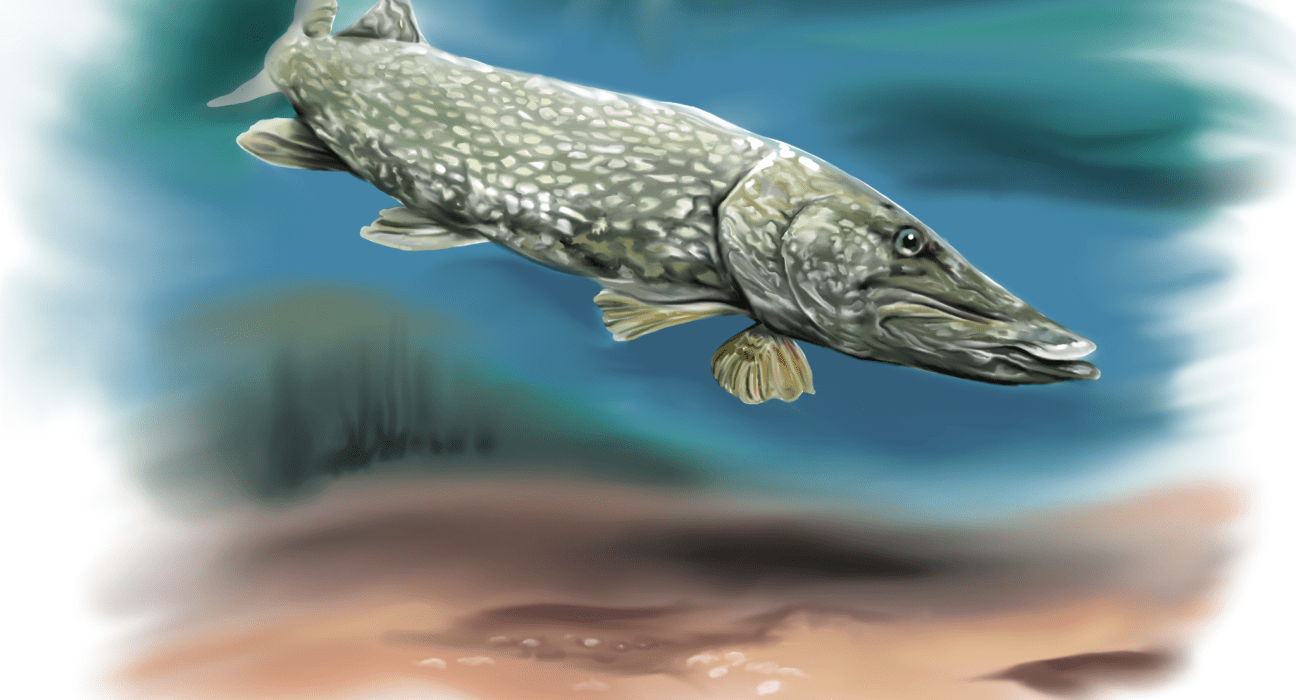 1296x700 Northern Pike /Esox lucius
