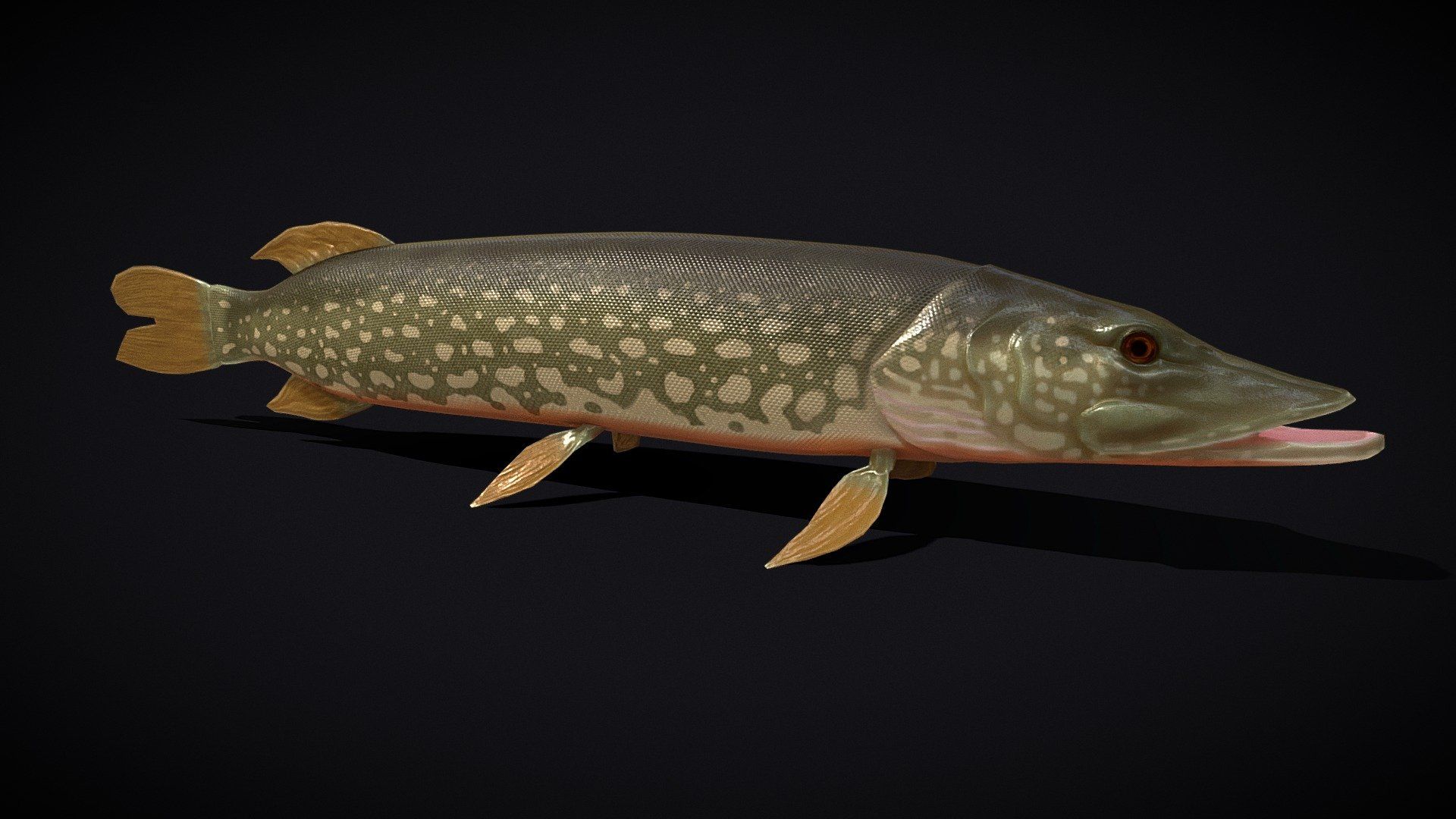 1920x1080 Northern Spotted Pike model by GetDeadEntertainment [5056965]