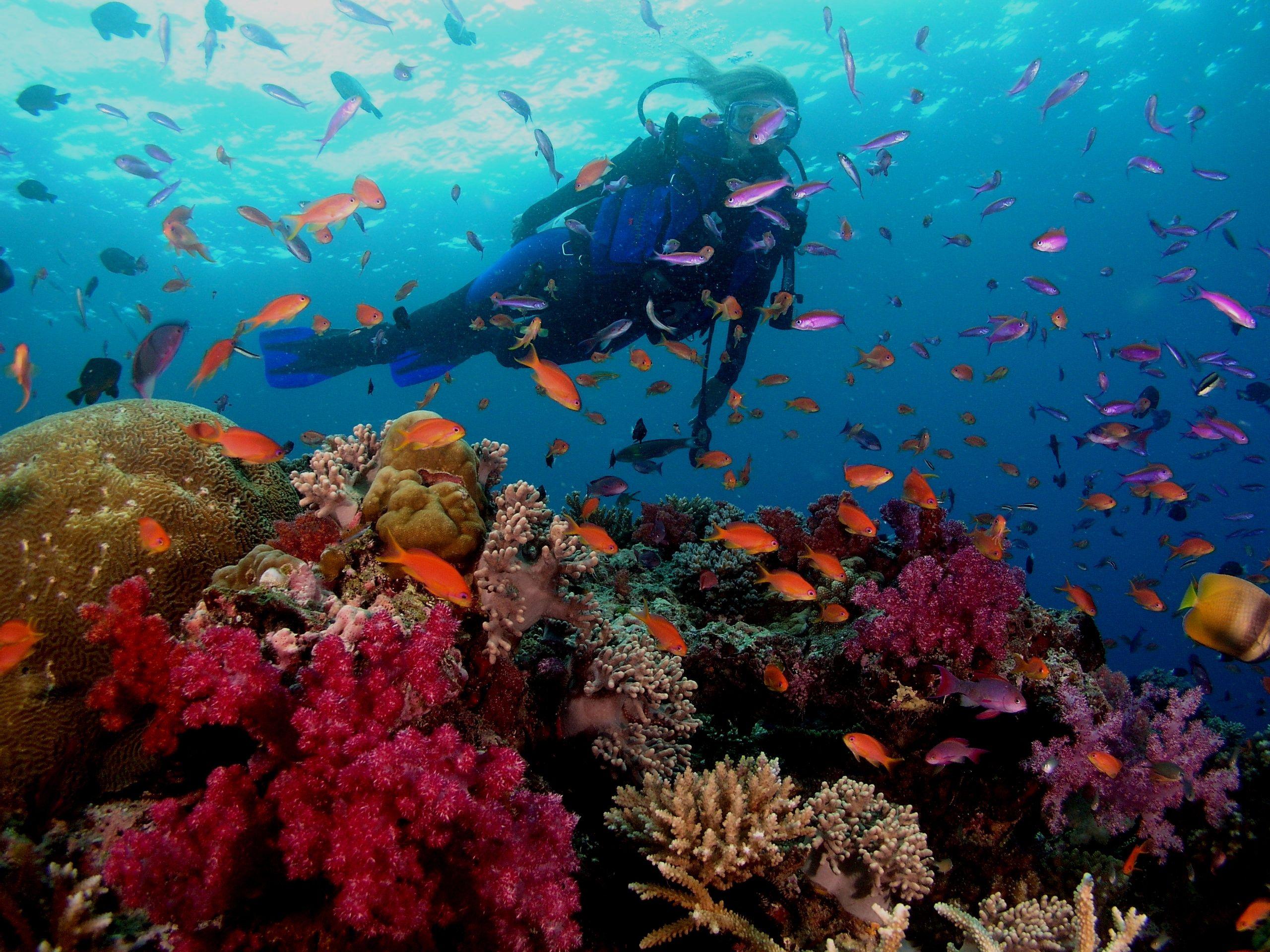 2560x1920 Best HD Scuba Diving Wallpaper