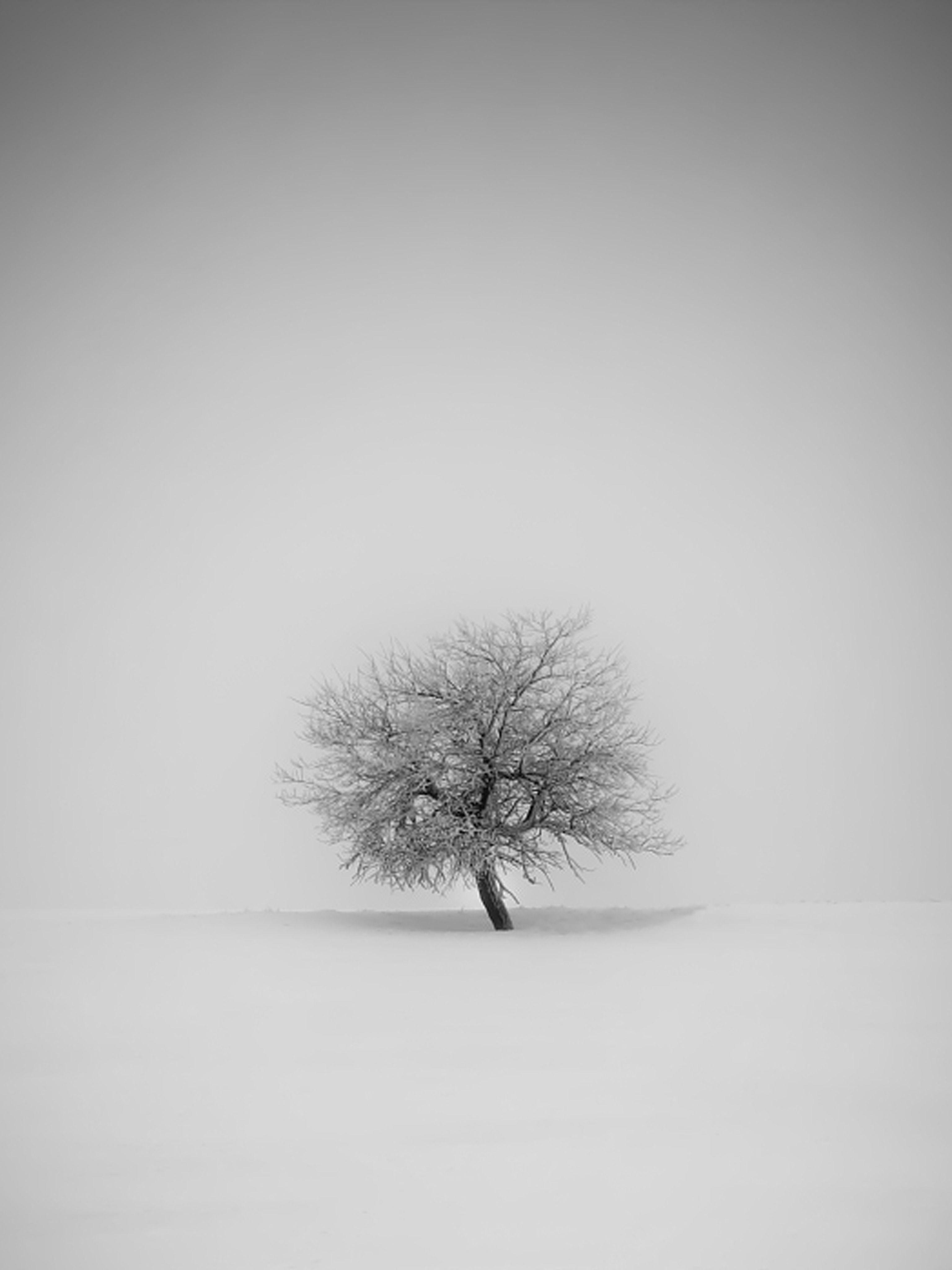 3072x4096 Winter Tree Mobile Wallpaper