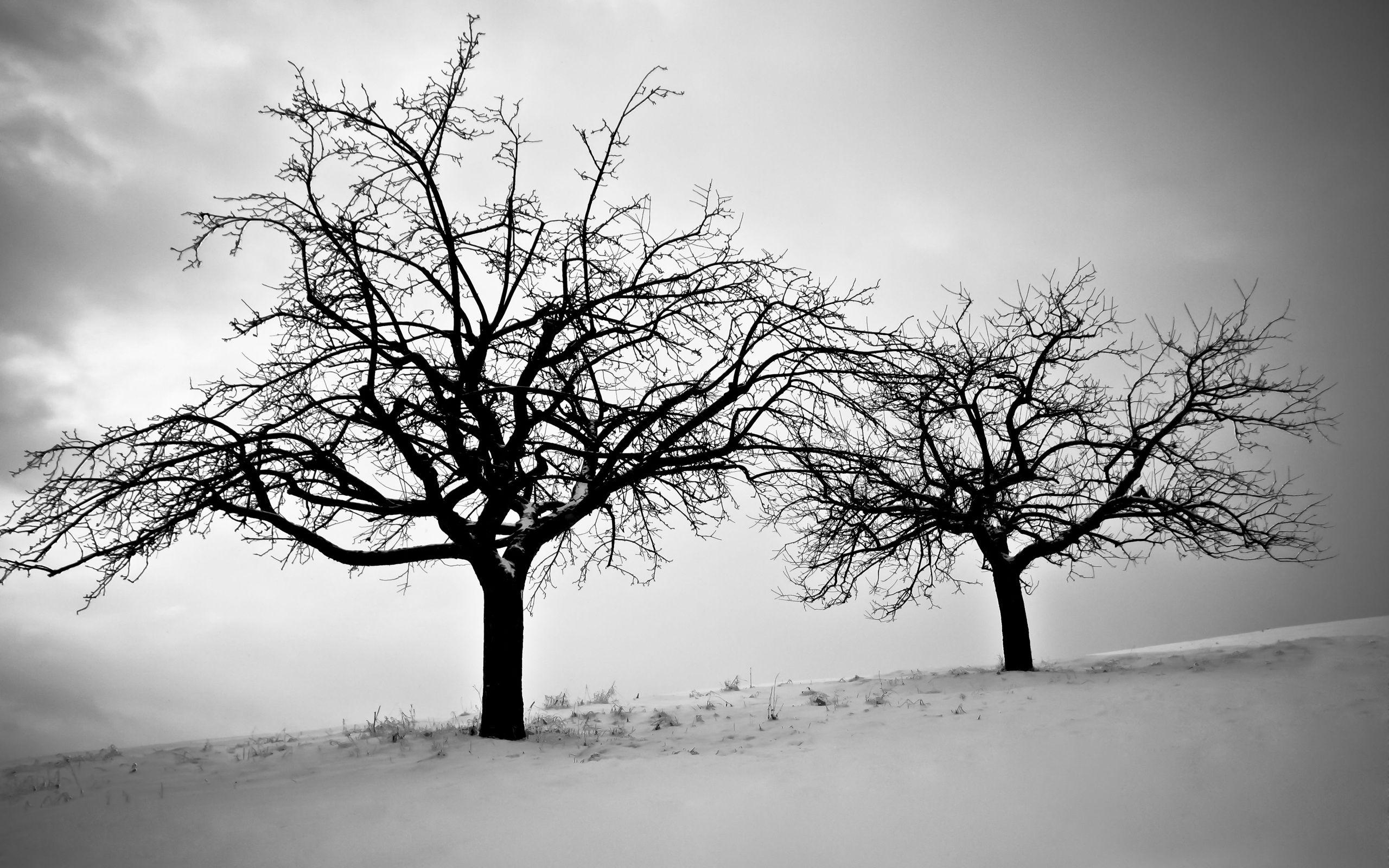 2560x1600 Sky branches cold dusk trees winter snow silhouette wallpaper