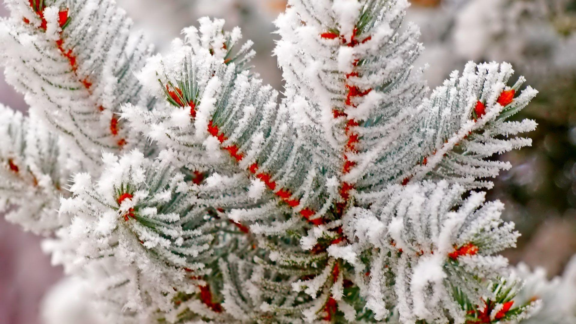 1920x1080 Snowflake Tag wallpaper: Wonderful Lovely Snowflakes Trees Nature