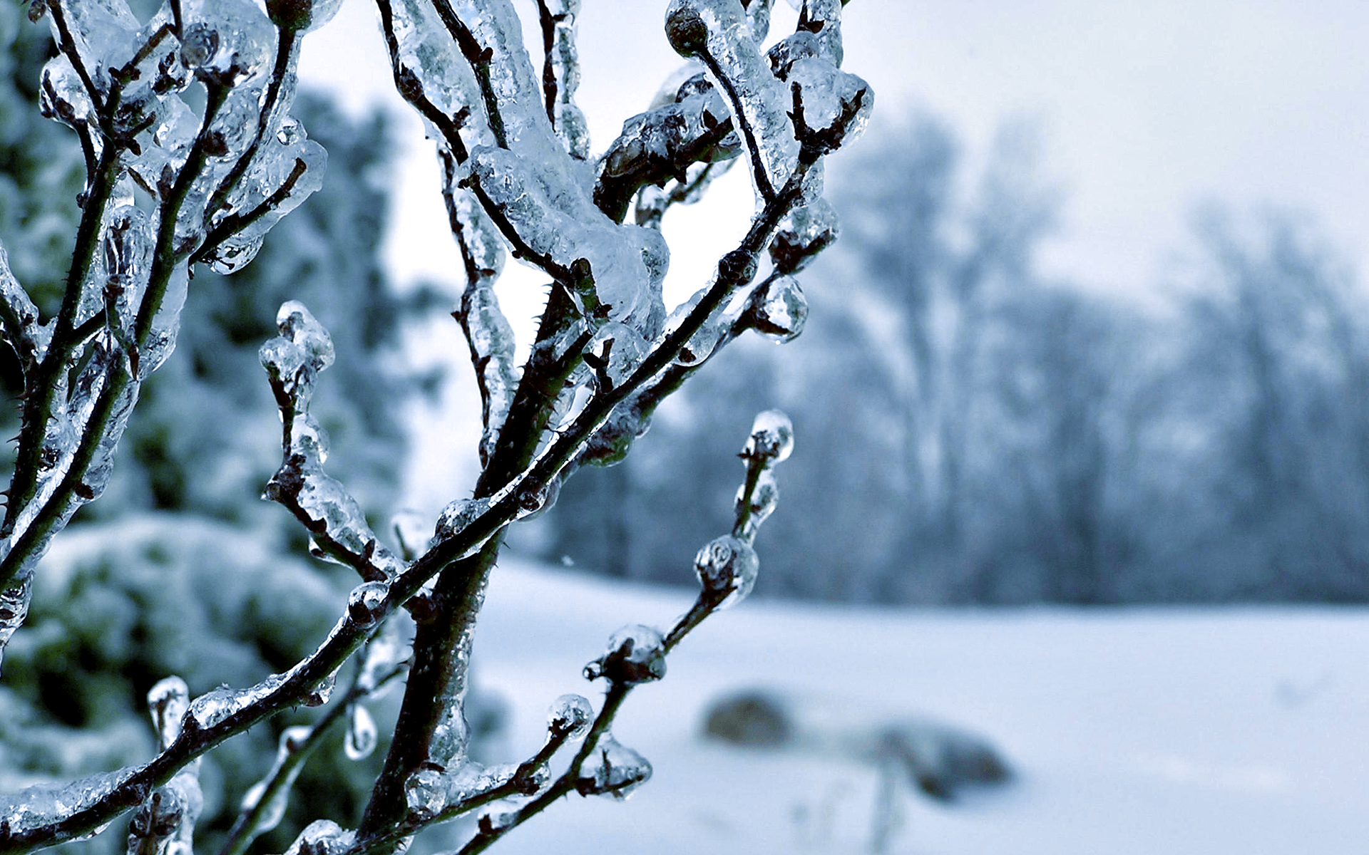 1920x1200 Macro Winter Tree Wallpaper