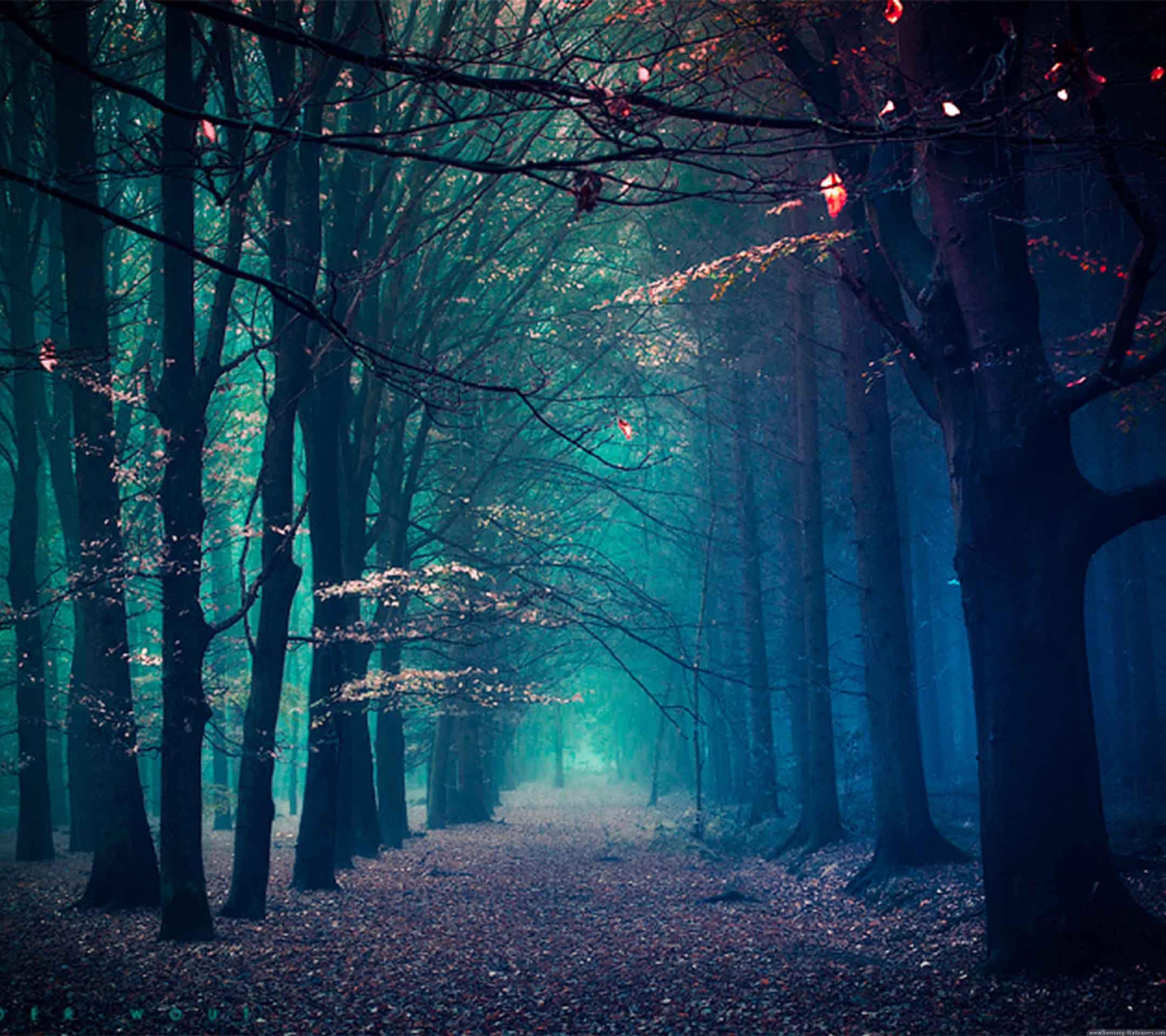 2160x1920 Winter Tree Lock Screen 2160x1920 Samsung Galaxy Note 3 Wallpaper