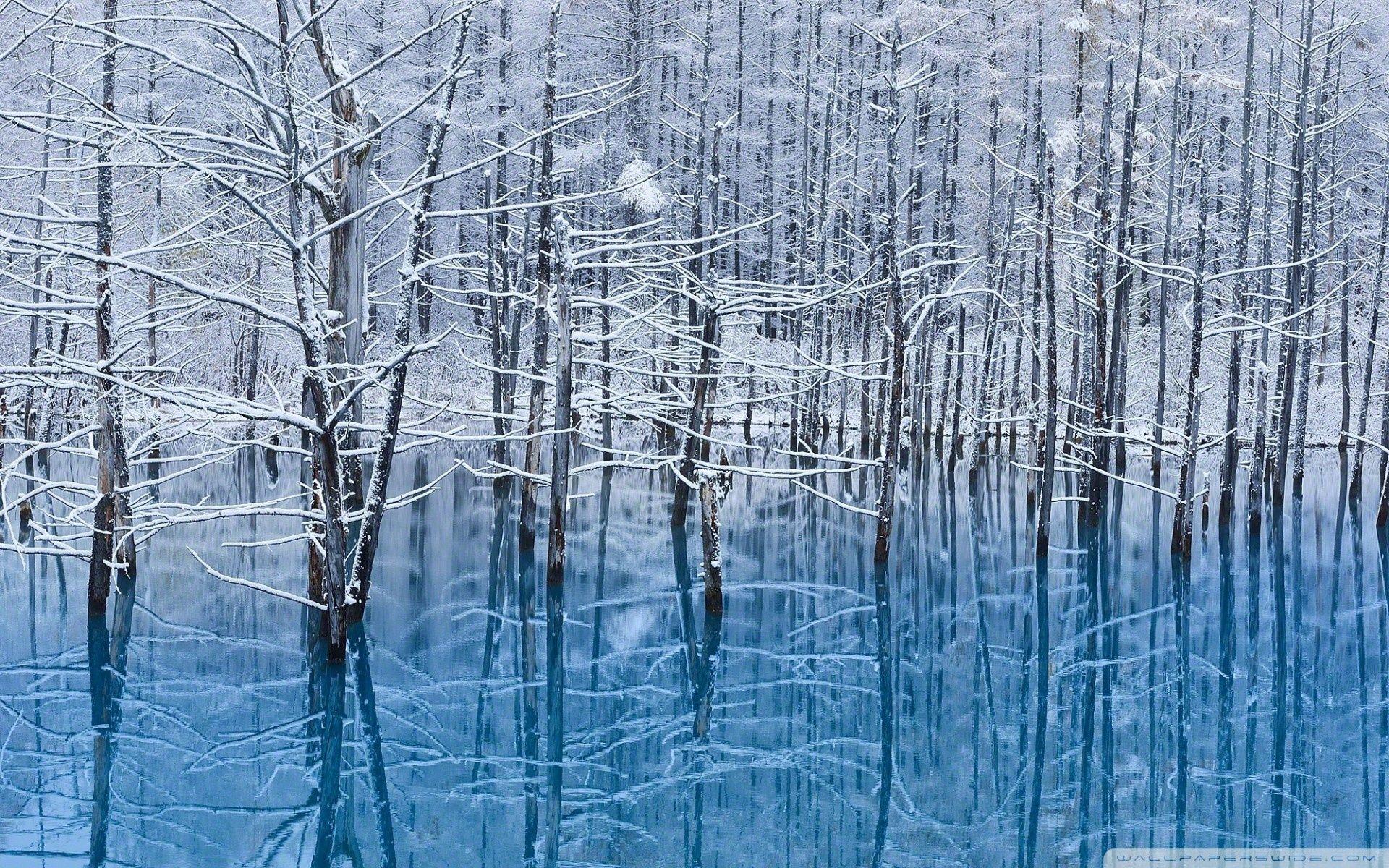 1920x1200 Winter Trees Reflected In The Lake ❤ 4K HD Desktop Wallpaper for 4K