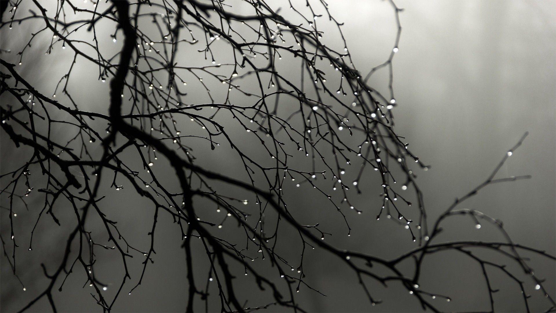 1920x1080 Winter: Winter Tree Rain Drops Night Desktop Wallpaper for HD 16:9