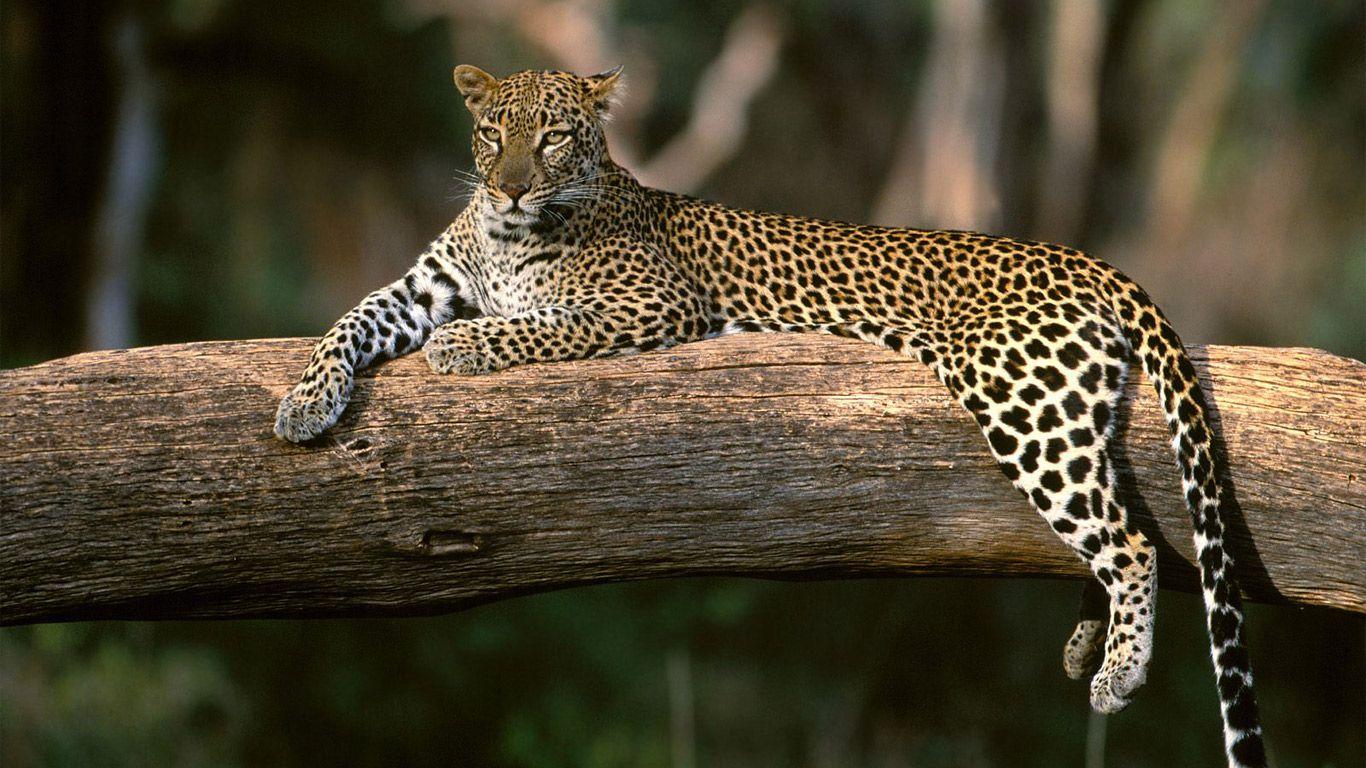 African Animal Desktop Wallpapers - Top Free African Animal Desktop