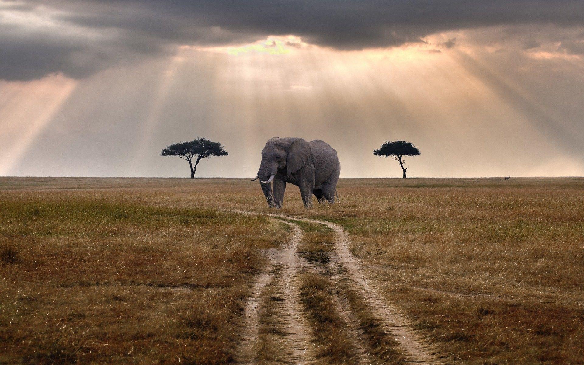 African Animal Desktop Wallpapers Top Free African Animal Desktop