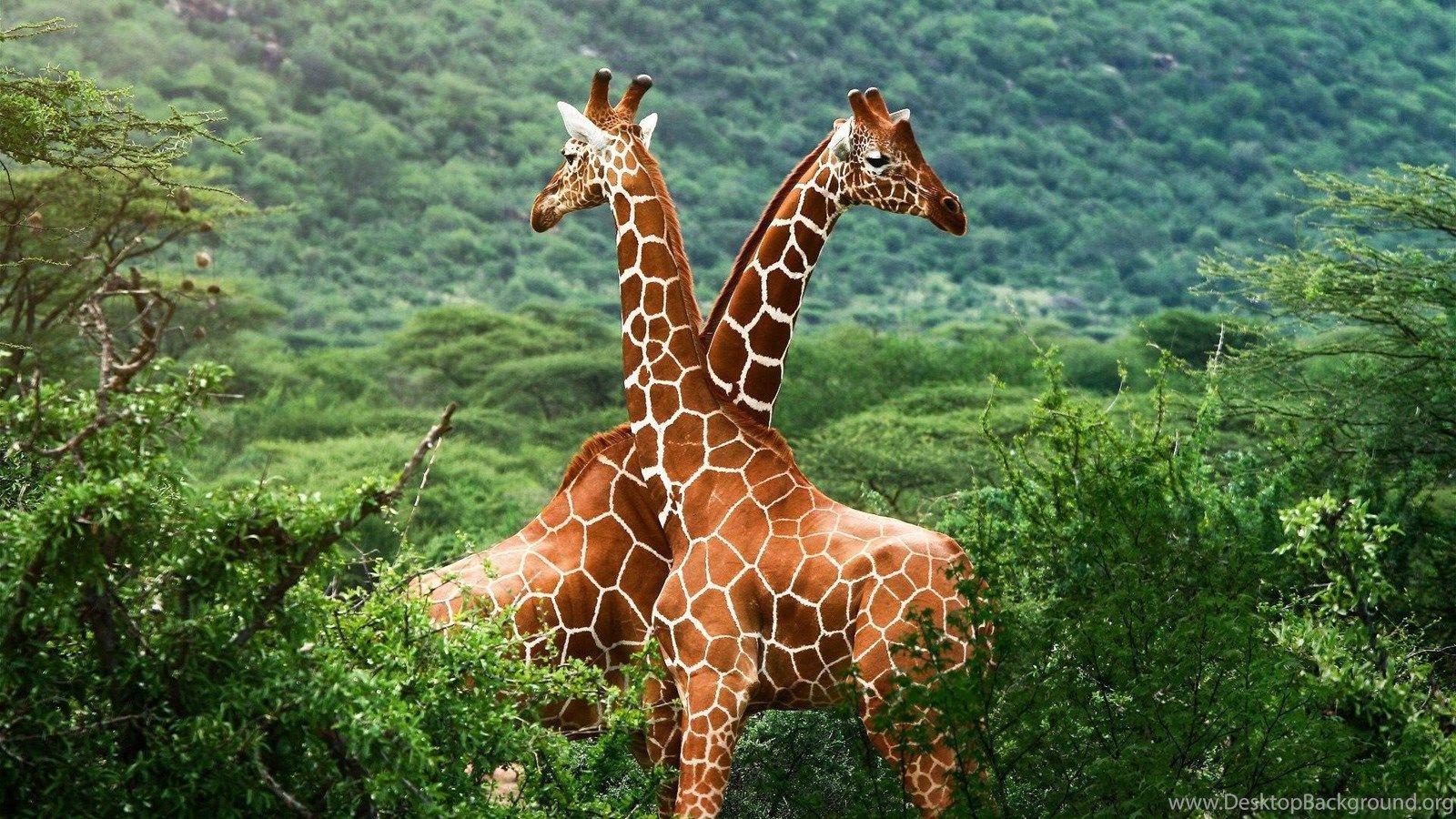 1600x900 Giraffes Africa Wild Animal Desktop Wallpaper 1920x1080. African