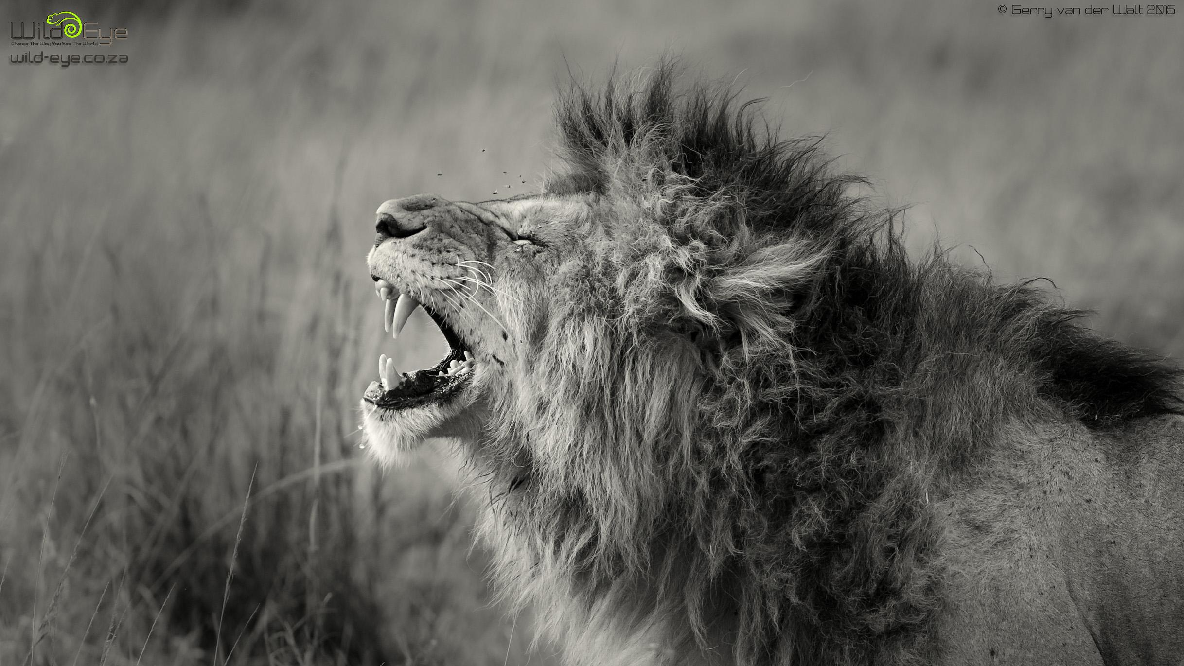 2435x1370 African Animals Wallpaper
