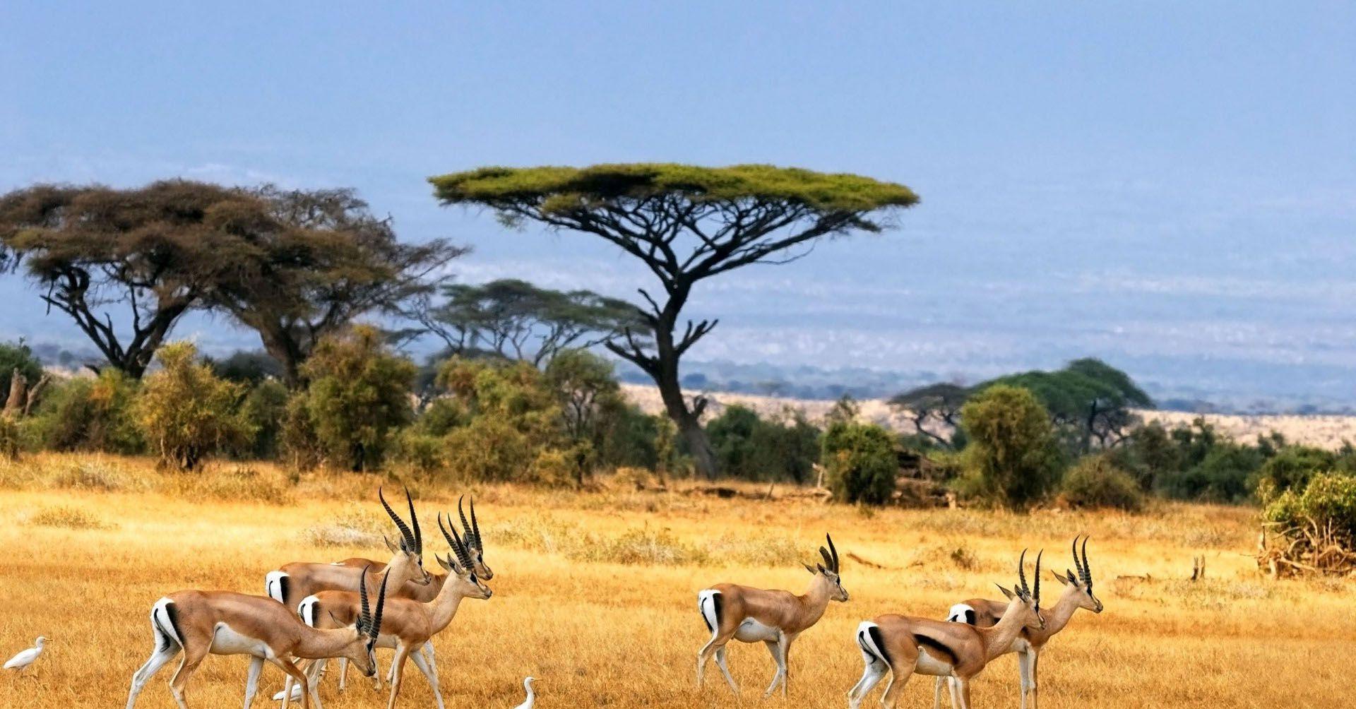 1920x1004 African Gazelle Animals Wallpaper HD / Desktop and Mobile Background