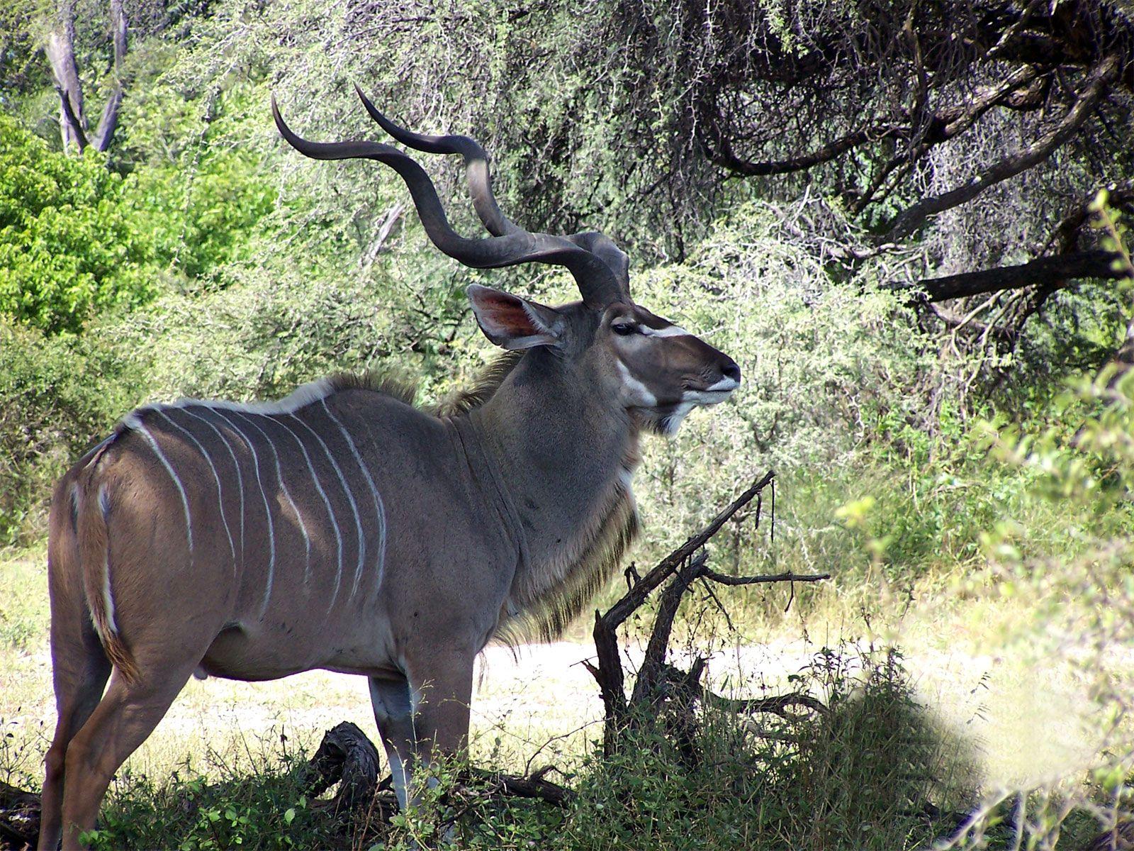 1600x1200 Scenic Wallpaper for your Desktop. African Wildlife Image