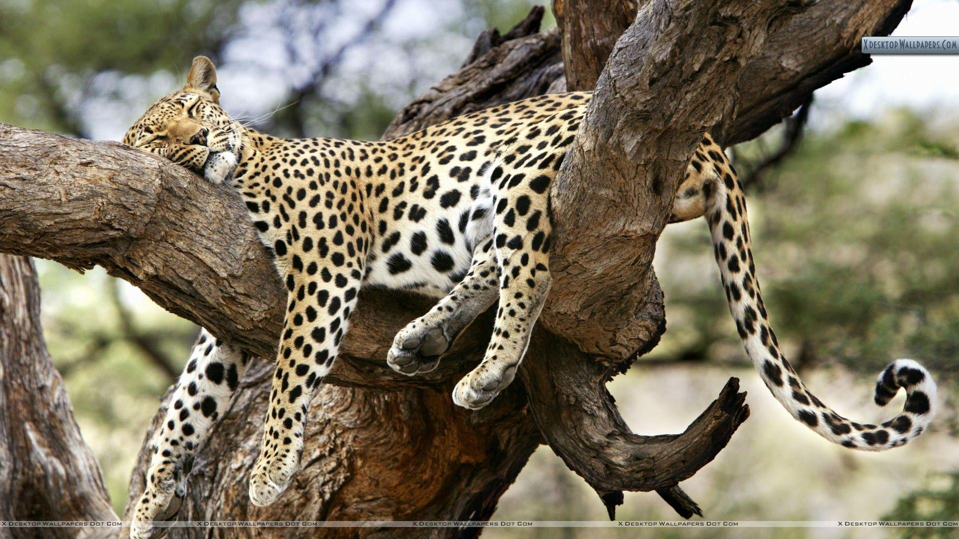 1920x1080 Comfy Slumber, Kenya, Africa Wallpaper