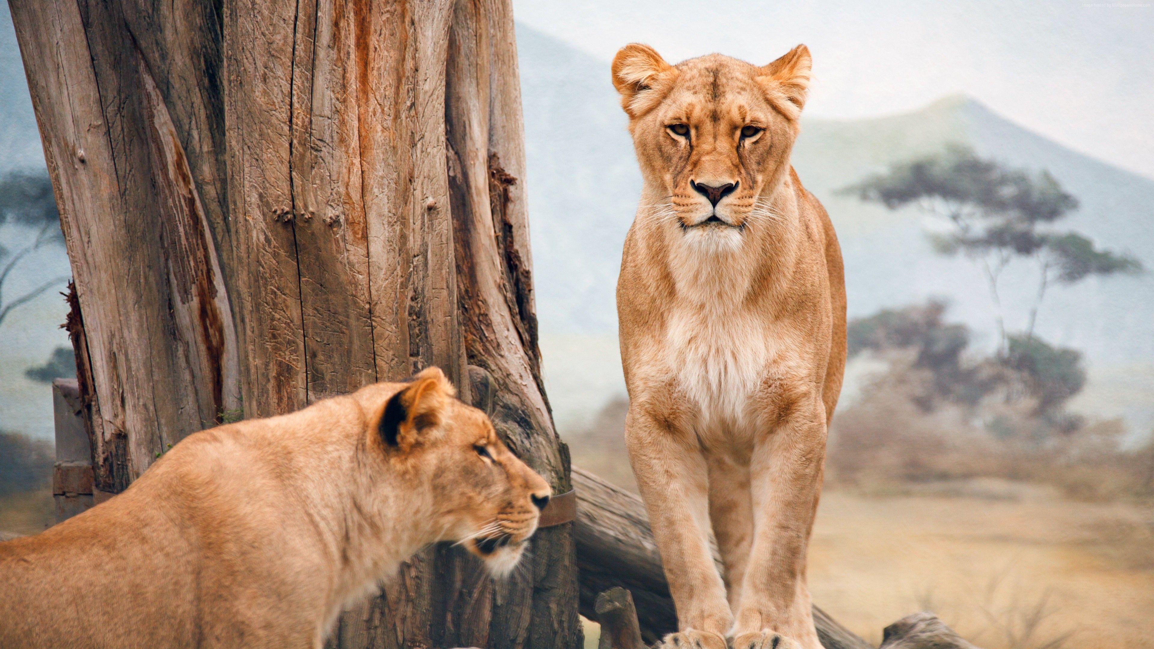 3840x2160 #wild, #nature, #animals, #african lioness. Animals