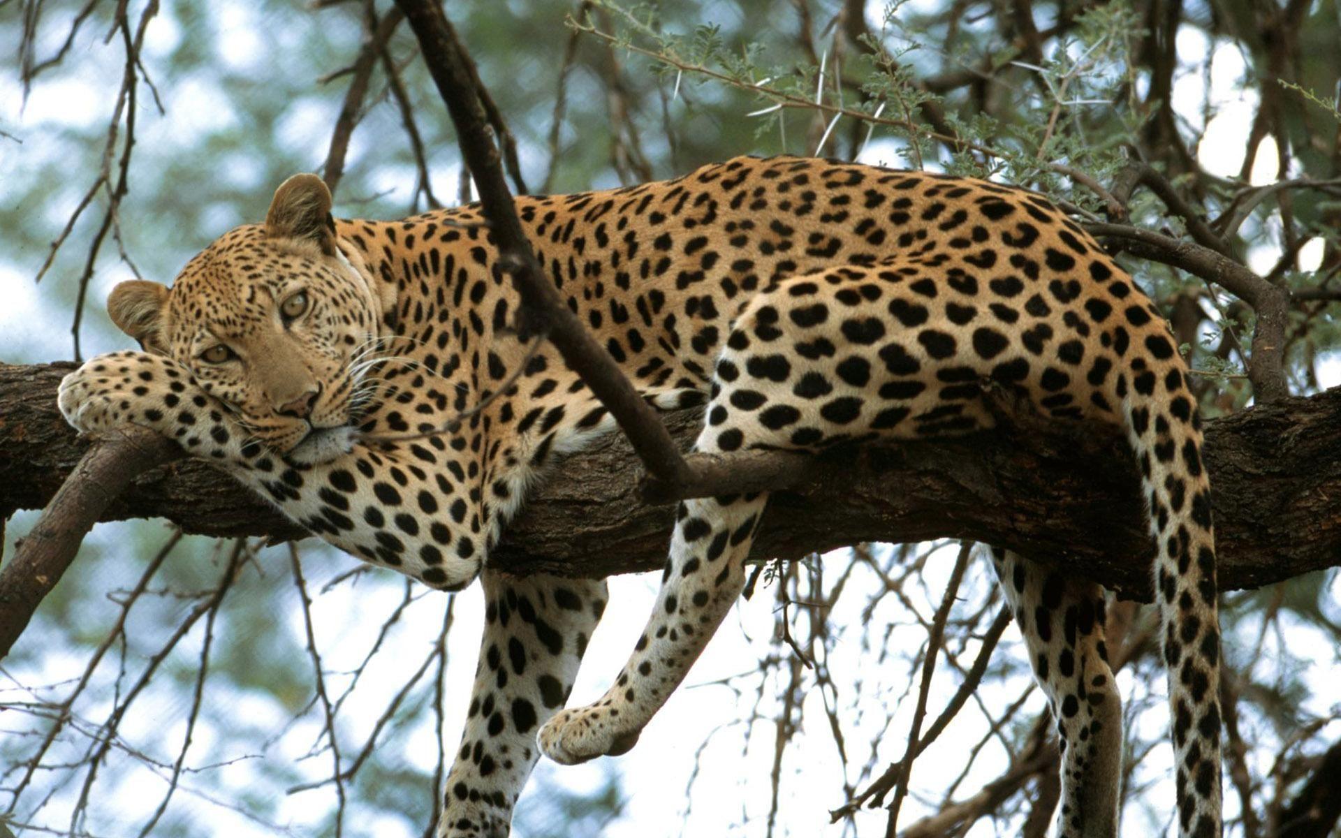 1920x1200 Leopard on the tree Animals Leopard Tree HD Wallpaper. Download