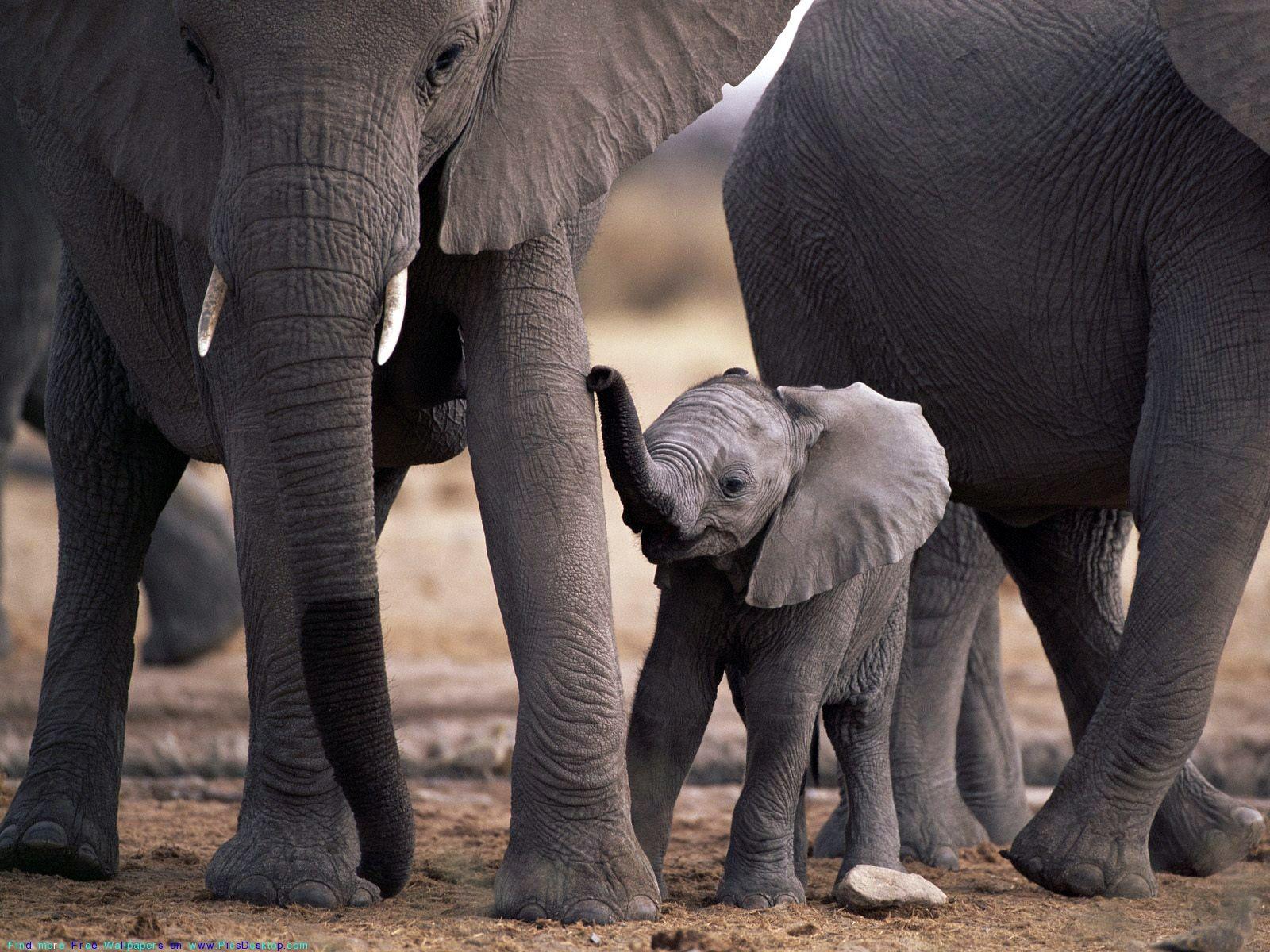 1600x1200 The Big African Elephants With Cute Elephant Calf Animals