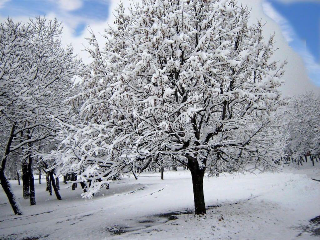 1024x768 Bear Creek Tree Tips. Bear Creek Tree Service