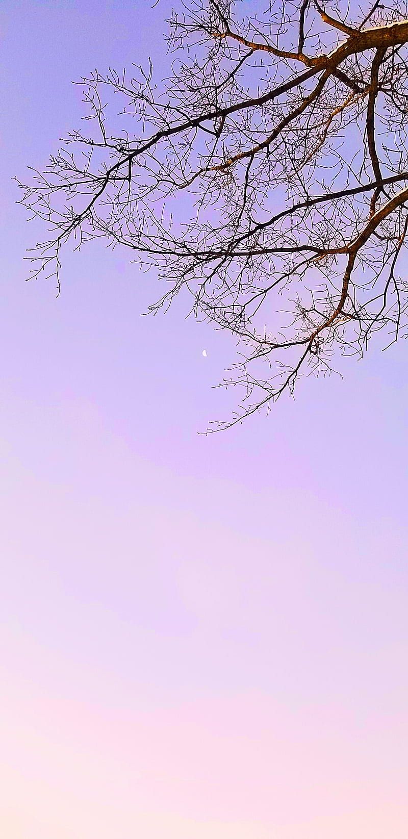 800x1645 Aesthetic moon, branches, colorful, minimal, minimalism, pink, purple, sky, tree, HD phone wallpaper