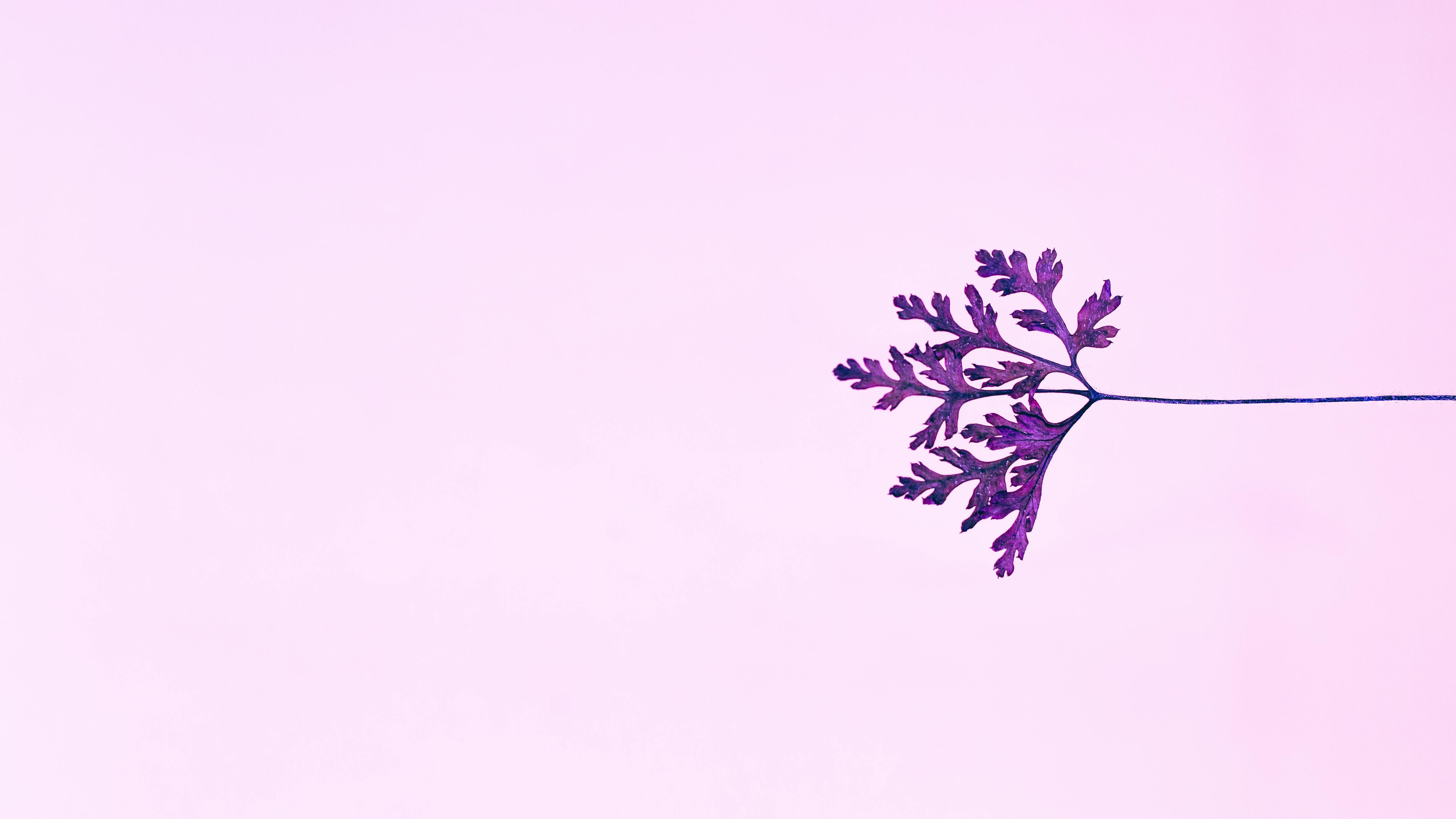 5271x2965 Purple Leaf on a Pink Background · Free