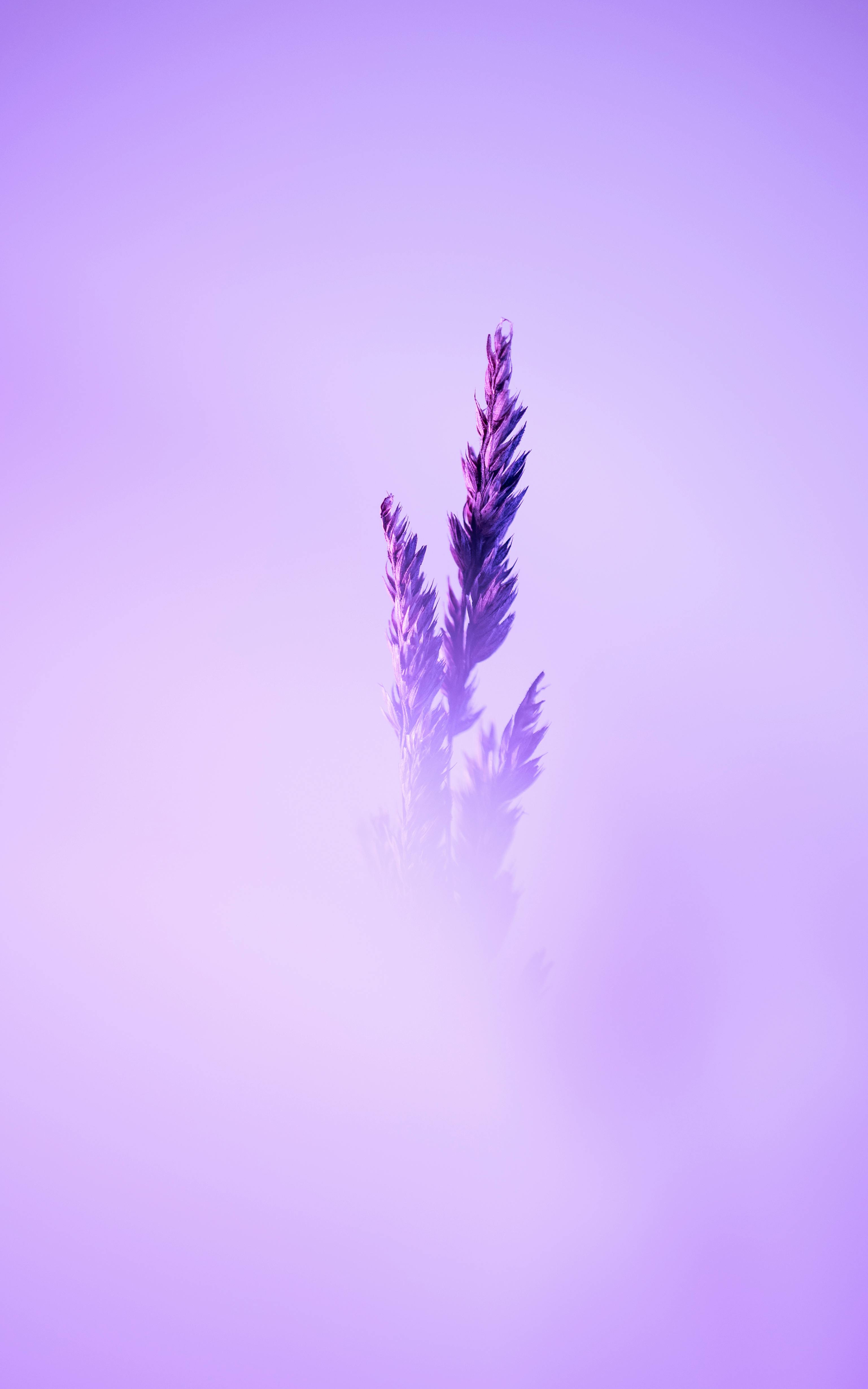 3074x4918 Minimalist Lavender Flower in Soft Focus · Free