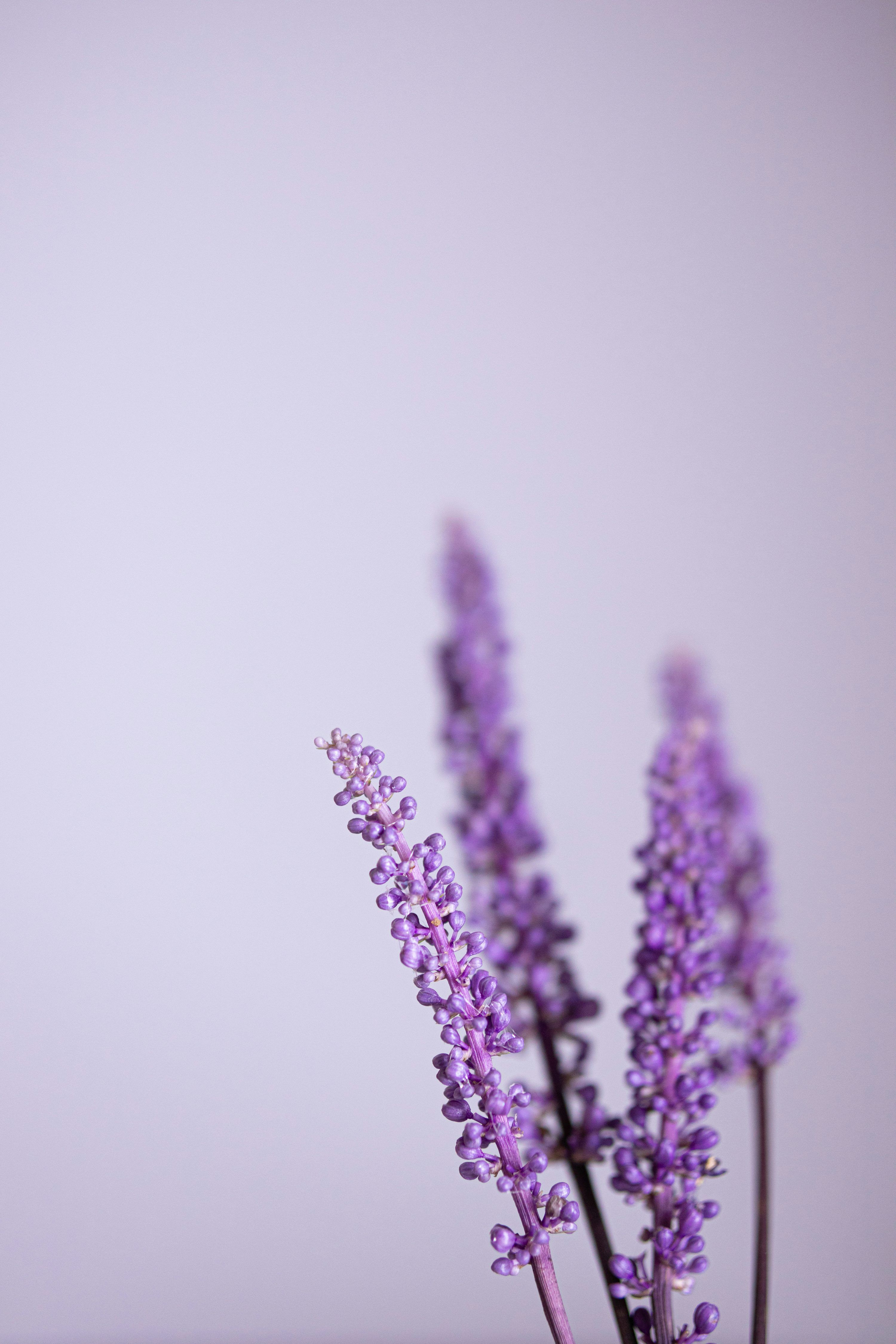 3000x4500 A close up of a bunch of purple flowers photo