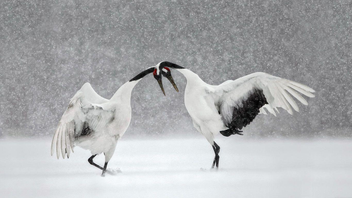 Red-crowned Crane Wallpapers - Top Free Red-crowned Crane Backgrounds ...