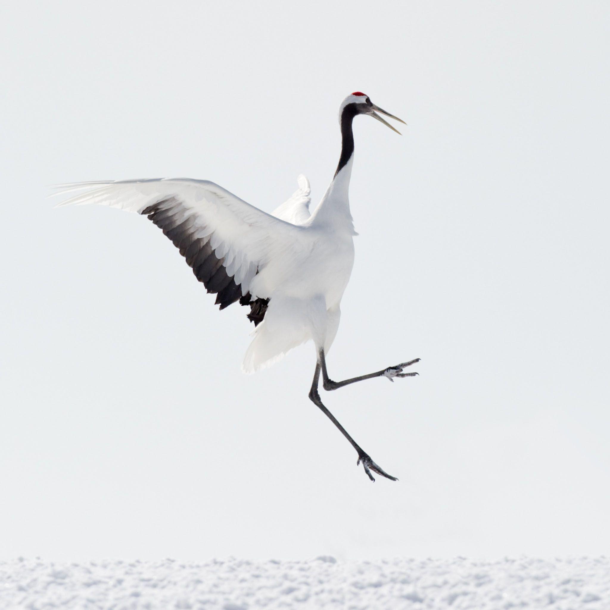 2048x2048 Download Red Crowned Crane 2048 x 2048 Wallpaper