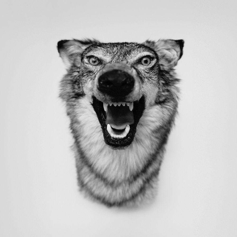 1000x1000 Yelawolf