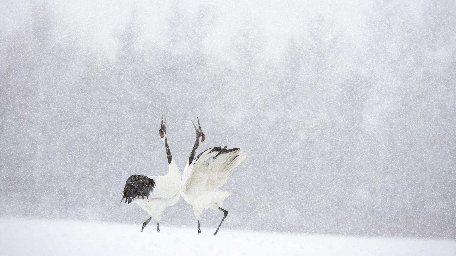Red-crowned Crane Wallpapers - Top Free Red-crowned Crane Backgrounds ...