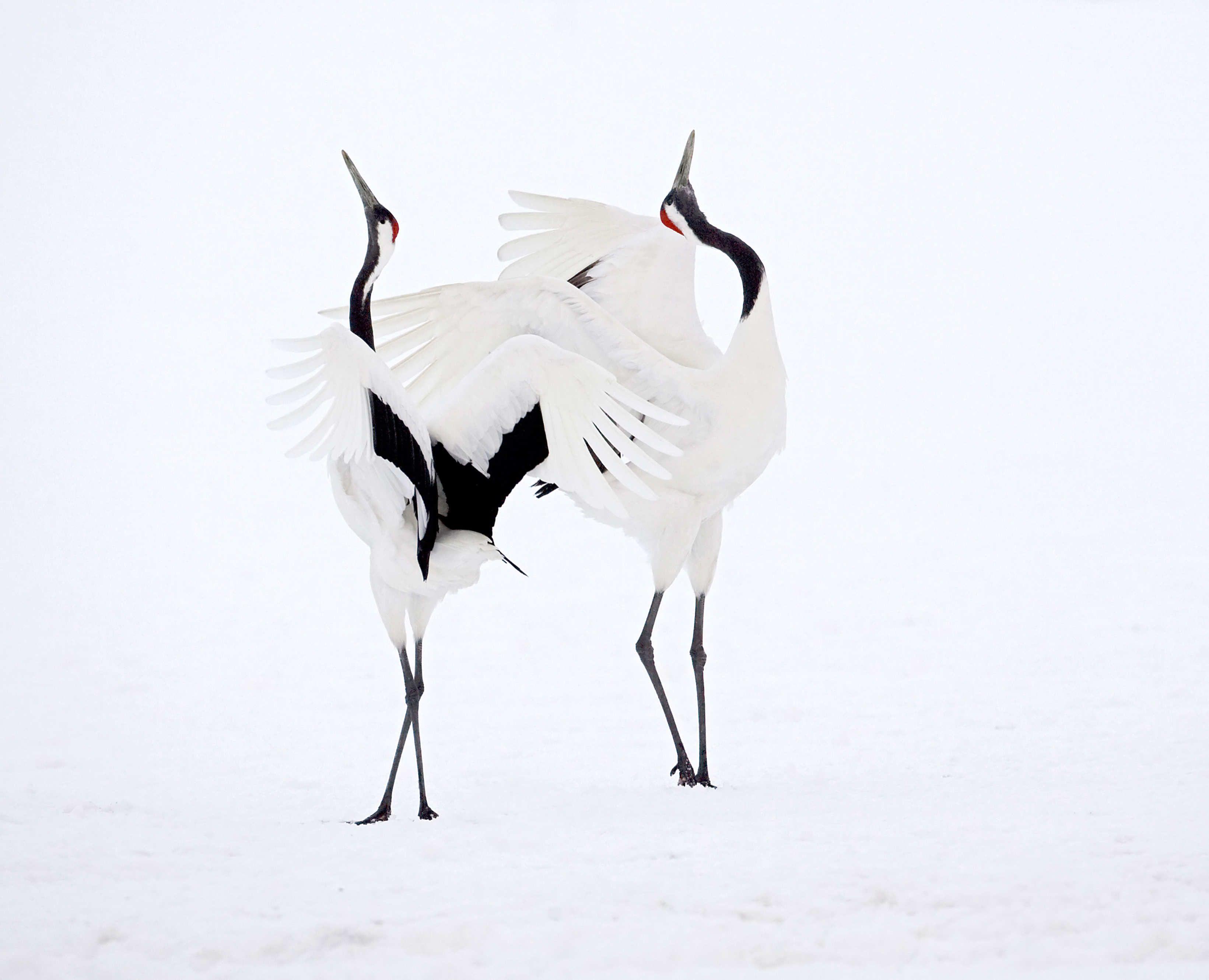 Red Crowned Cranes