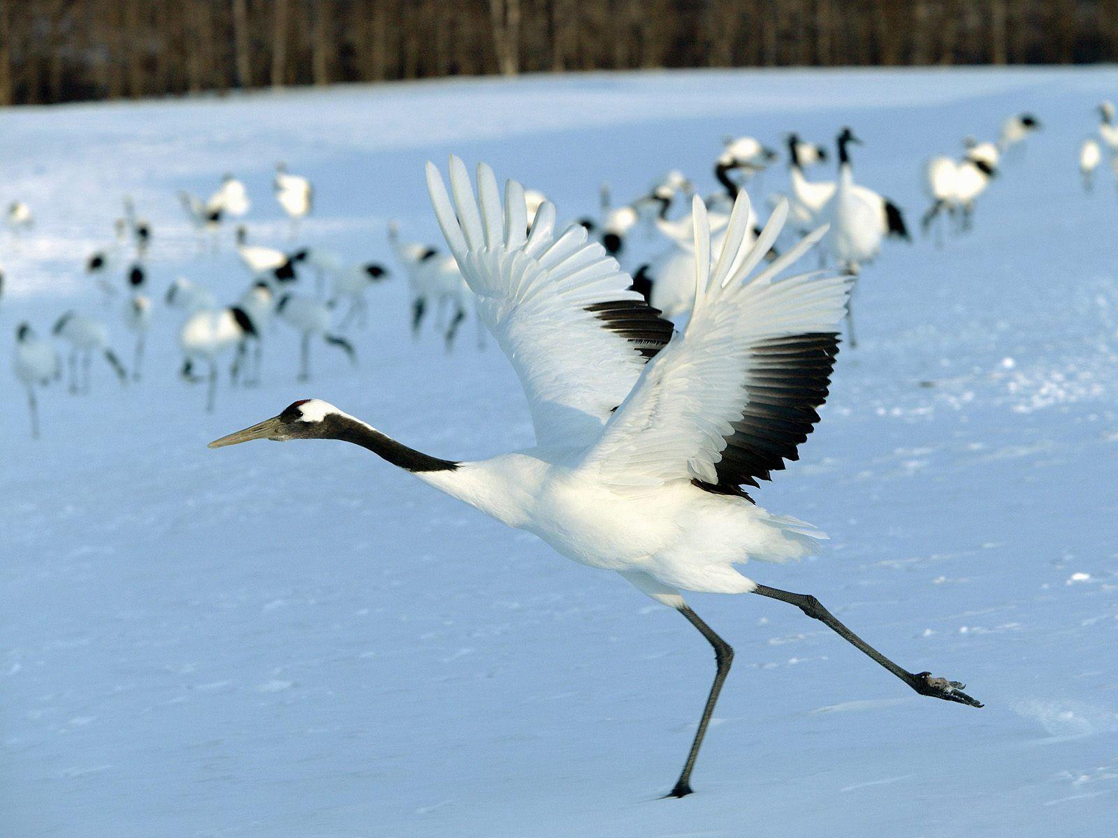 1600x1200 Red Crowned Crane HD Wallpaper And Background Image