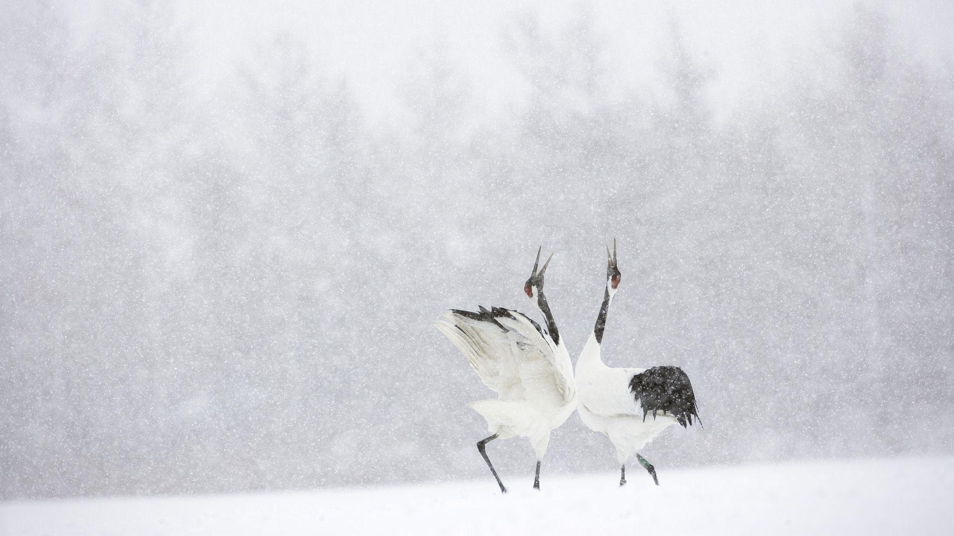 1920x1080 Red Crowned Crane