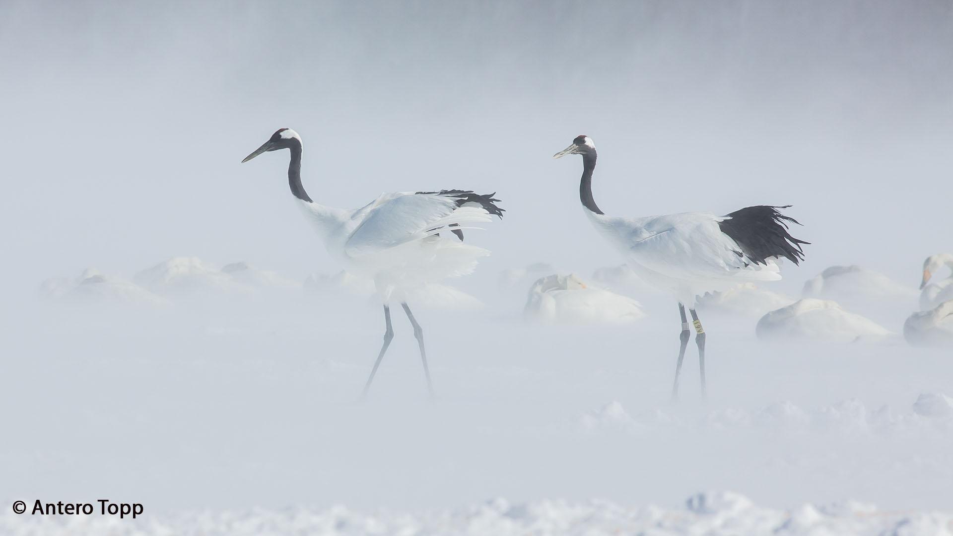 1920x1080 Red Crowned Crane (Grus Japonensis) Red Crowned Cranes And Whooper