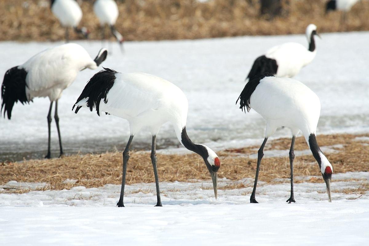 1200x800 Coloring Pages Flowers Red Crowned Crane Flying Bird Outline