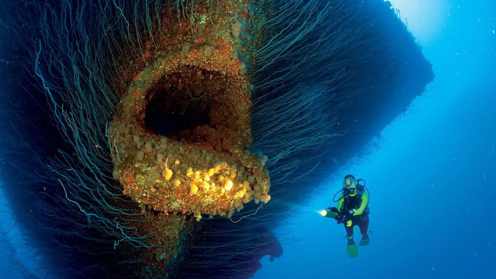 1600x900 Diver in front of sea creatures HD .